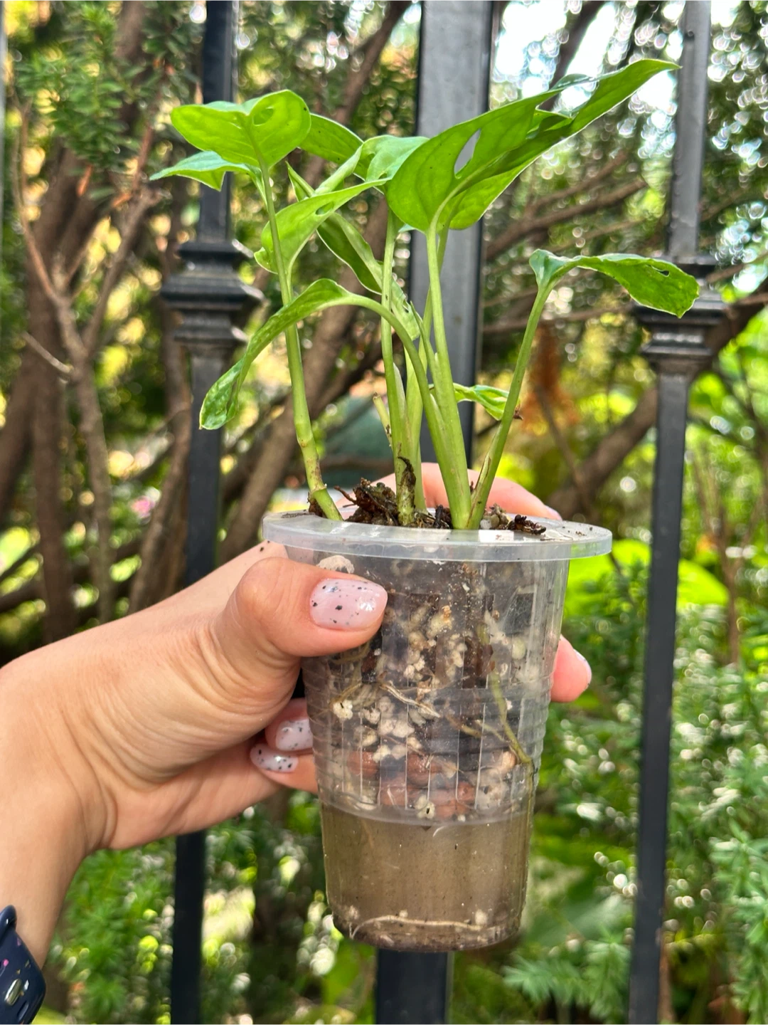 Monstera Adansonii Plant (Albo Revert) - photo 2