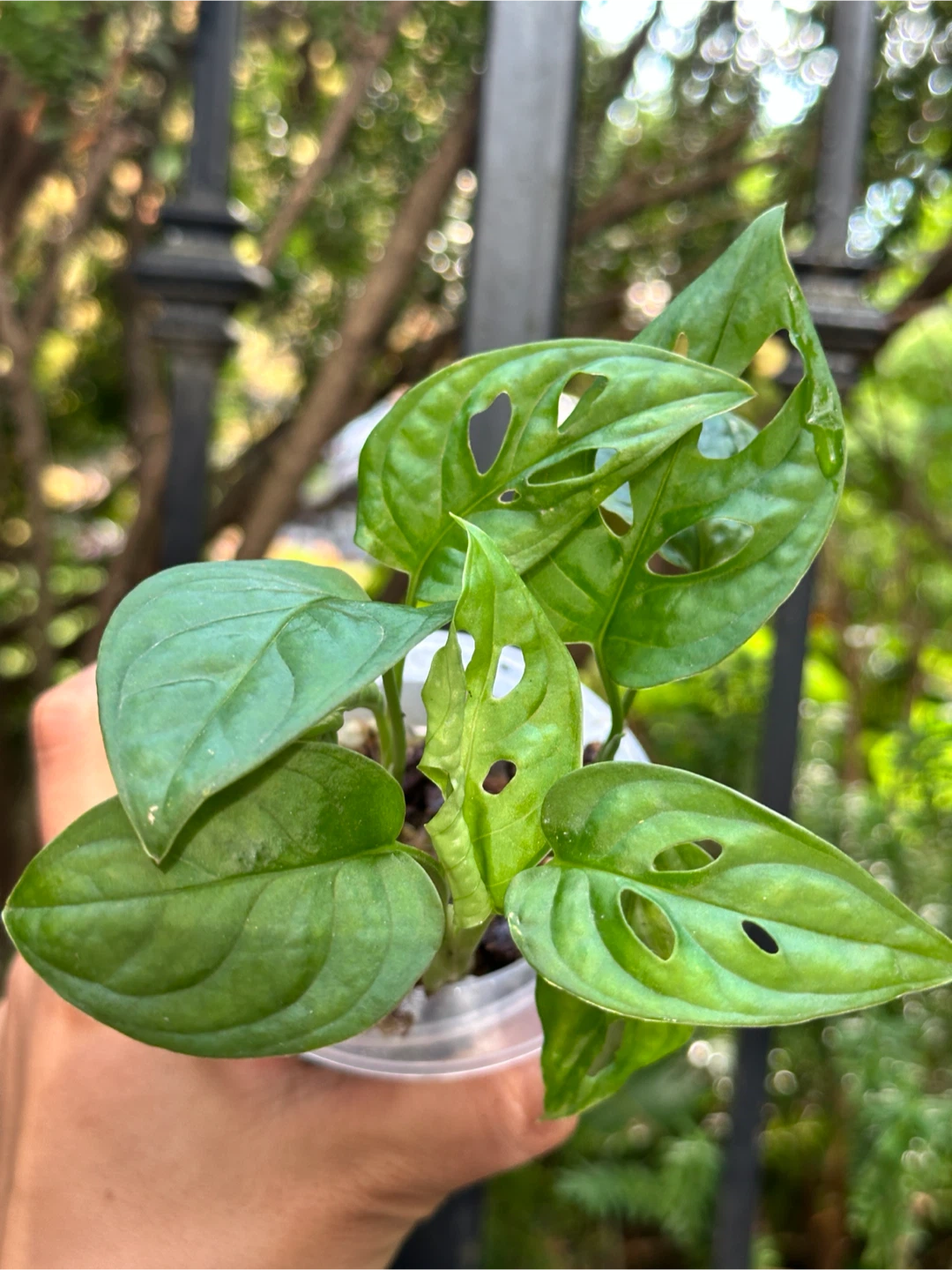 Monstera Adansonii Plant (Albo Revert) - photo 3