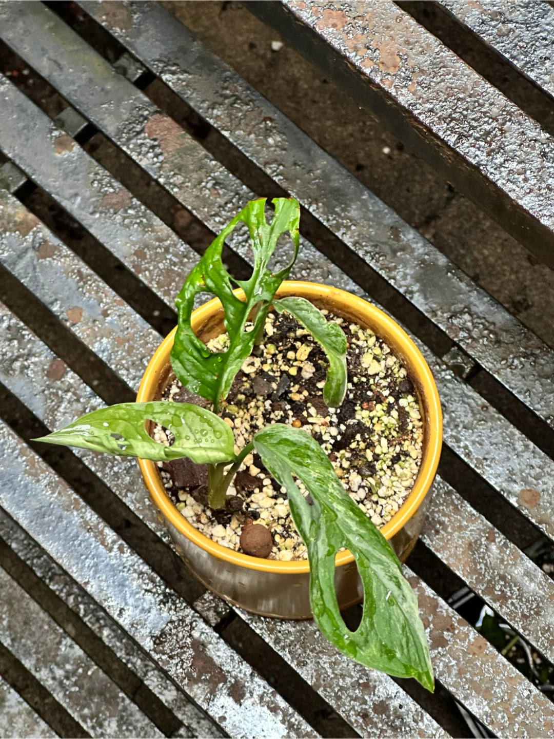 Monstera Adansonii Indo Mint Plant