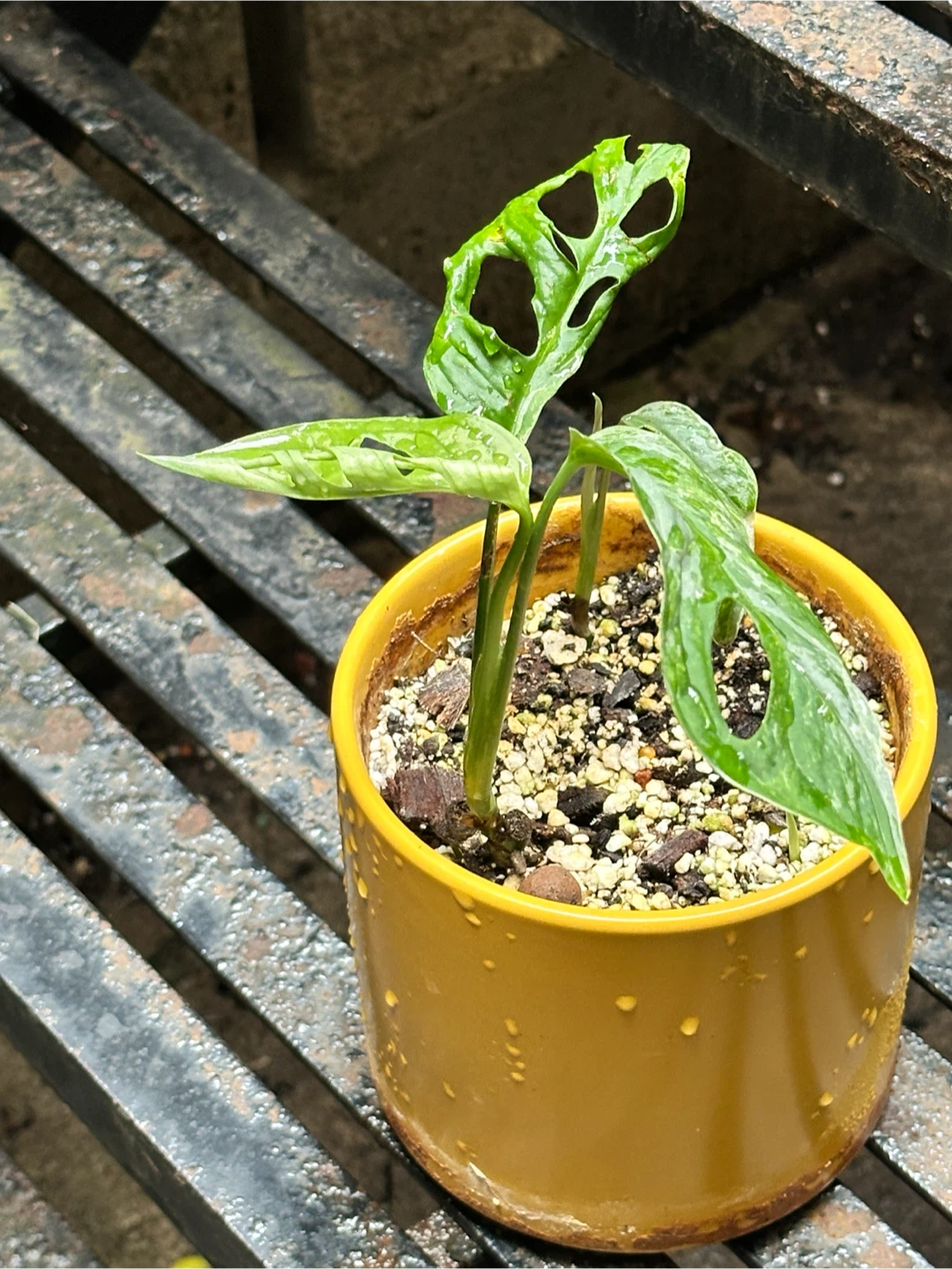 Monstera Adansonii Indo Mint Plant - photo 2