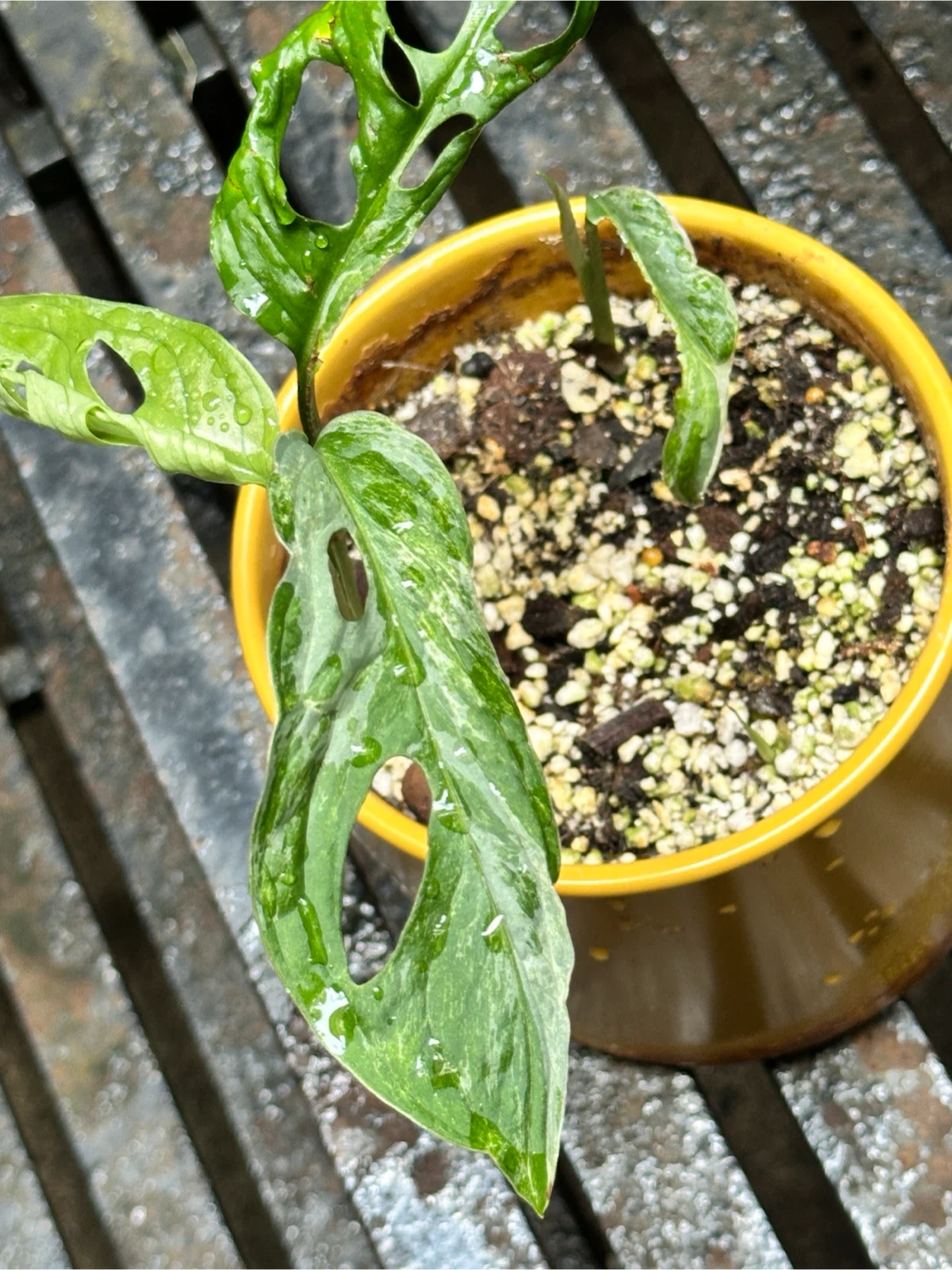 Monstera Adansonii Indo Mint Plant - photo 3