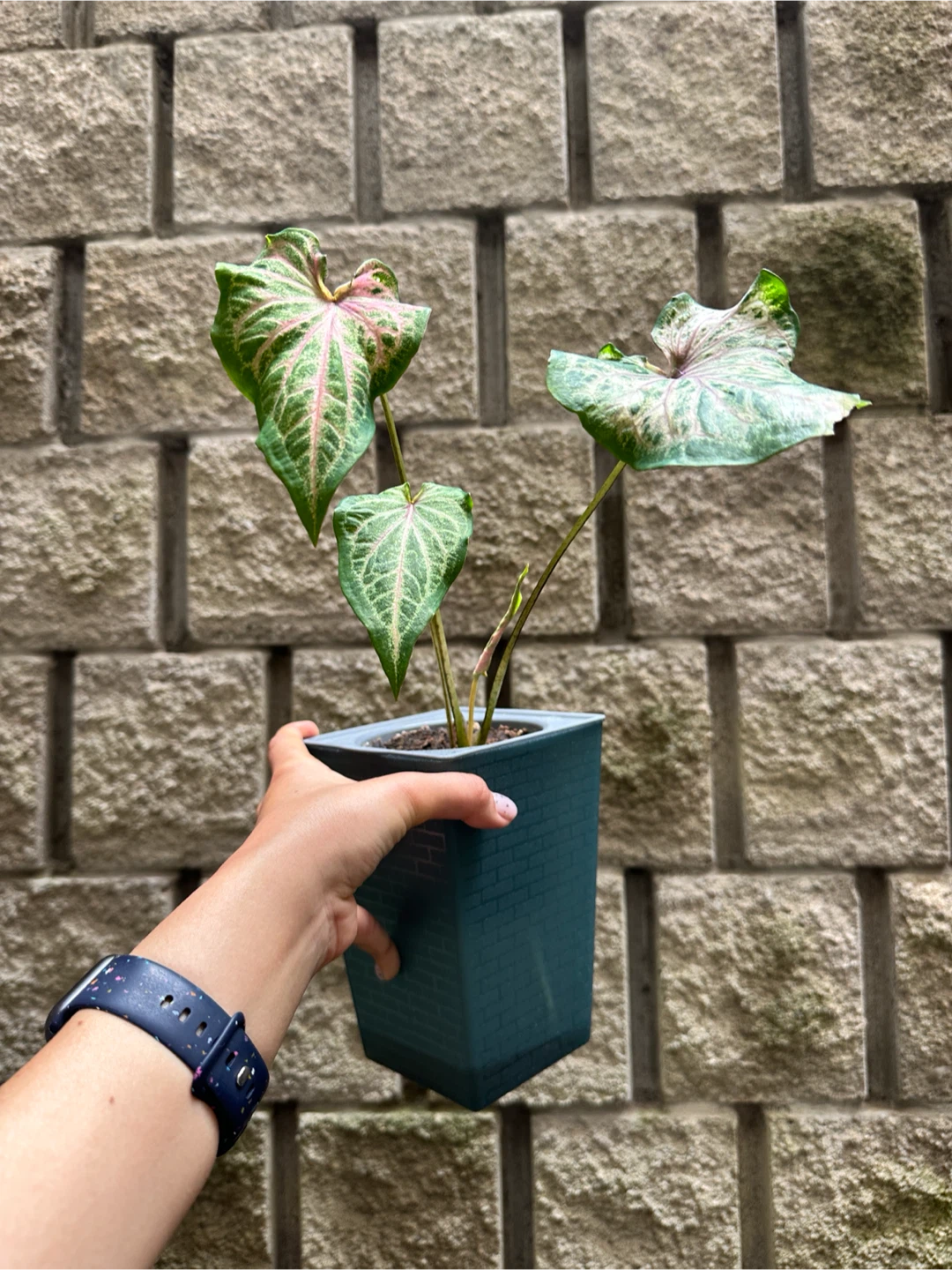 Caladium Plant in Self Watering Planter