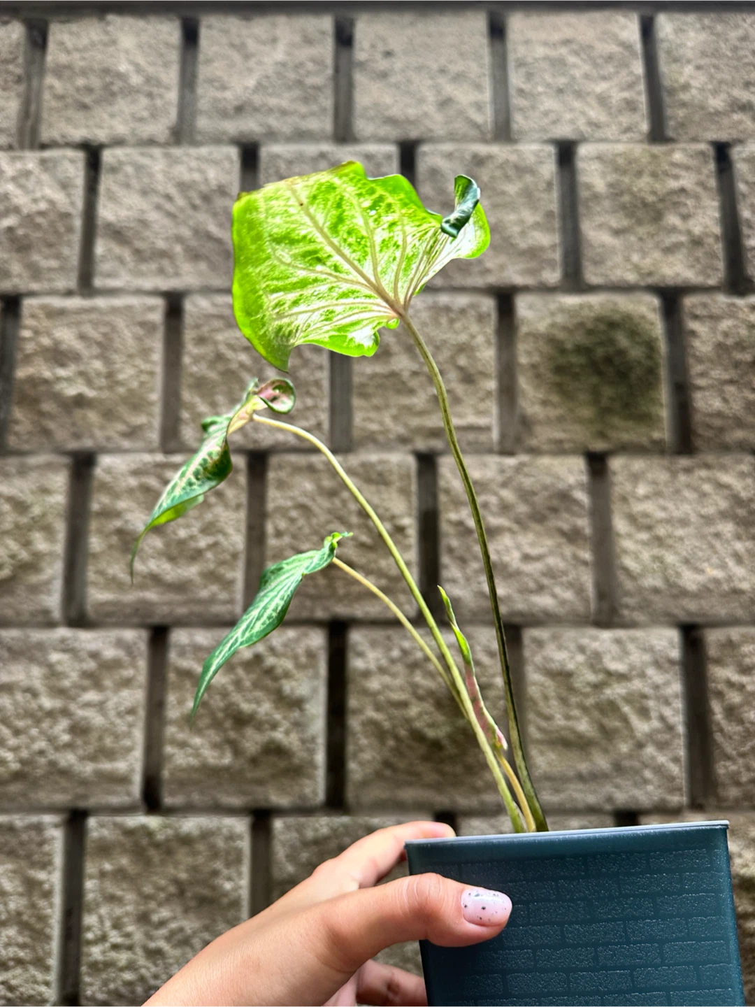 Caladium Plant in Self Watering Planter - photo 2