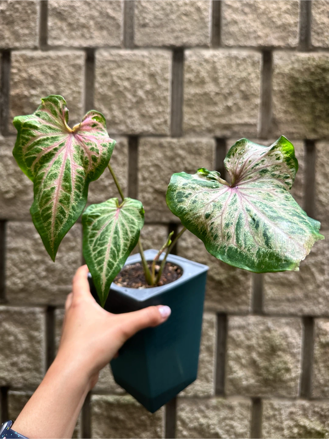 Caladium Plant in Self Watering Planter - photo 3