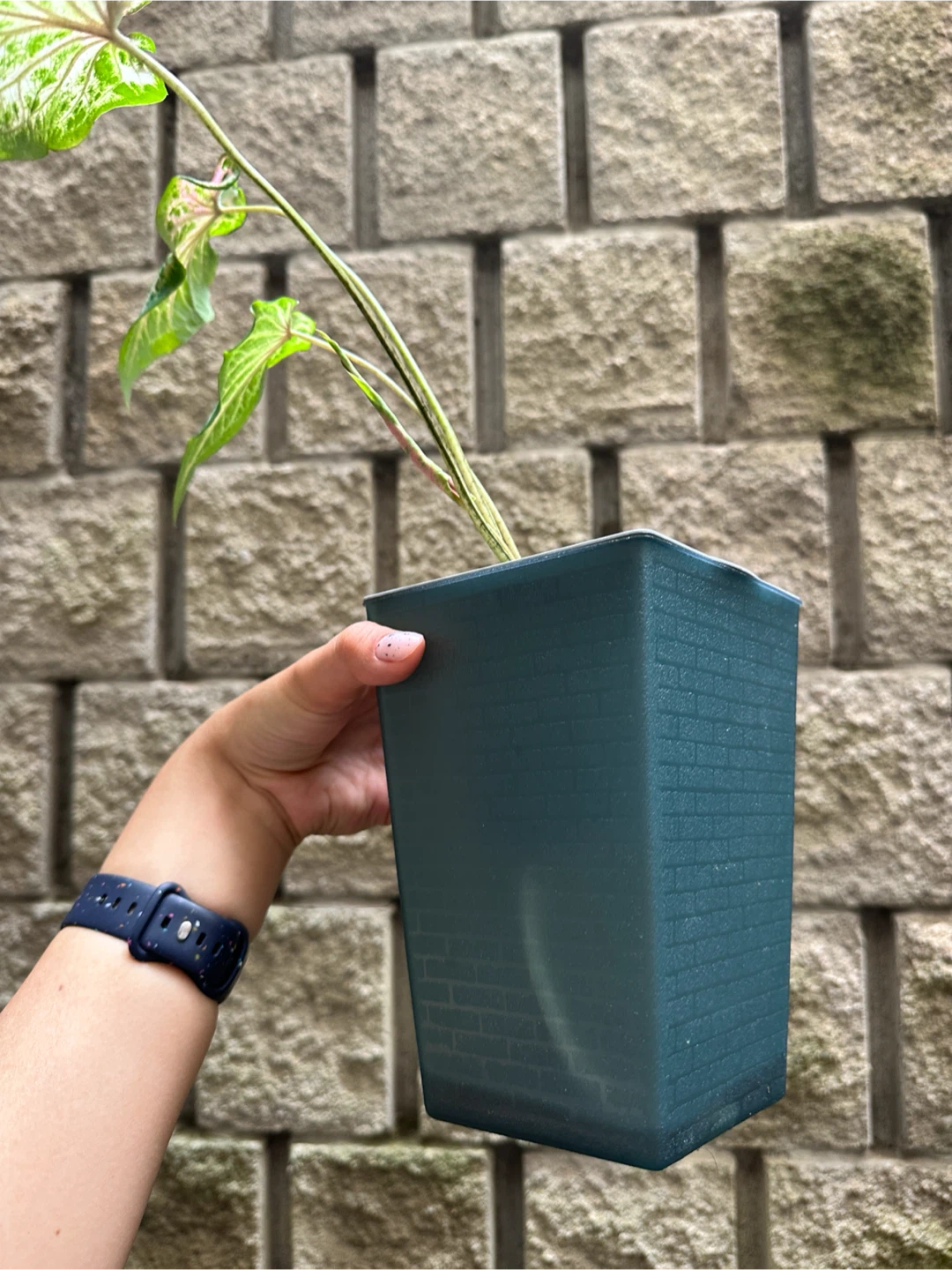 Caladium Plant in Self Watering Planter - photo 4