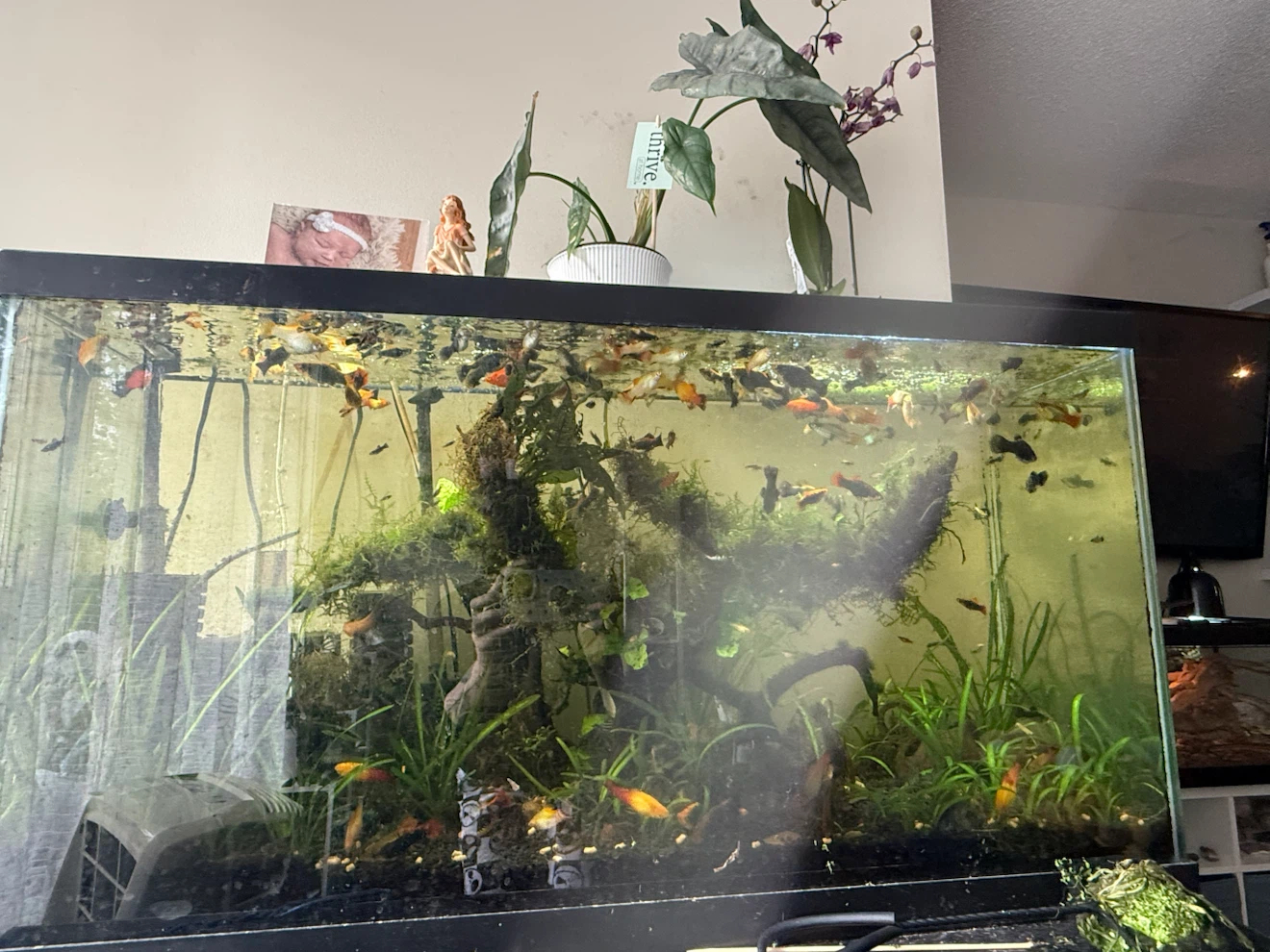 Fish Tank Aquarium as is.