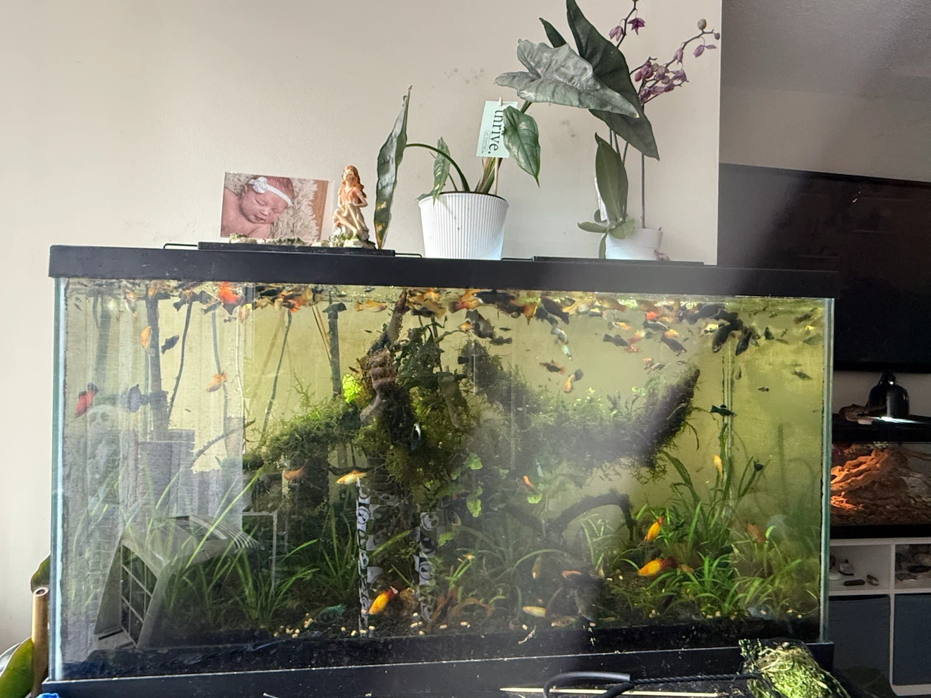 Fish Tank Aquarium as is. - photo 2
