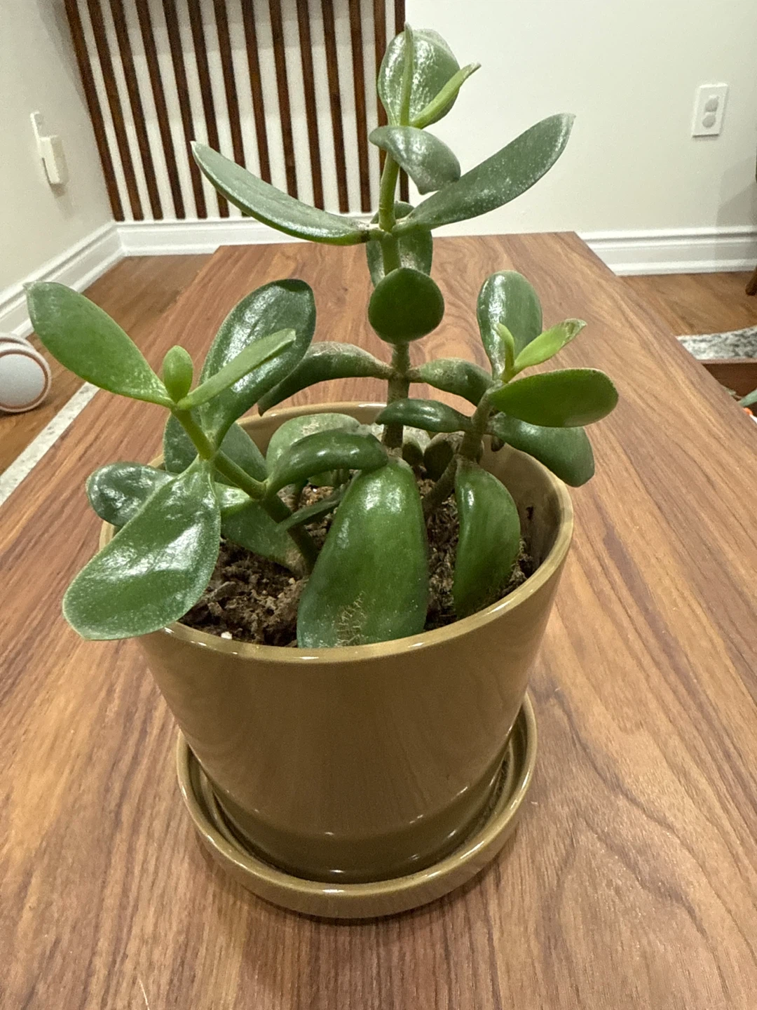 Jade Plant in Pot