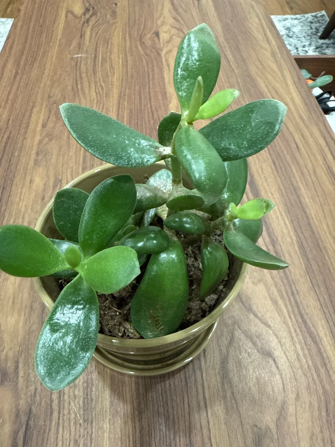 Jade Plant in Pot - photo 2