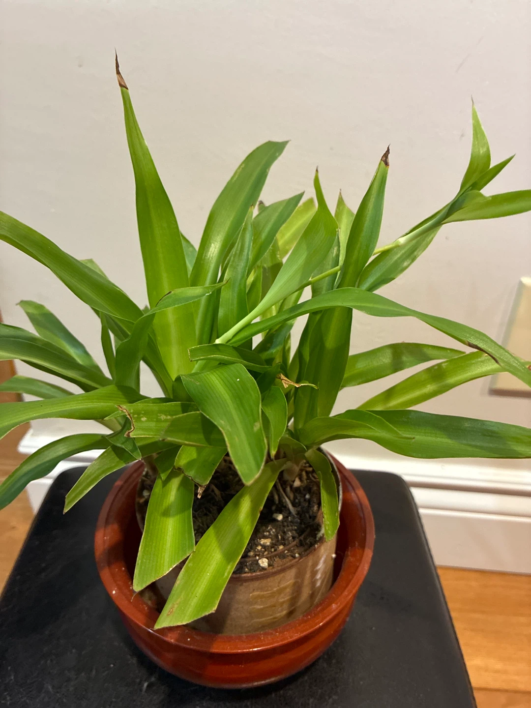 Spider Plant