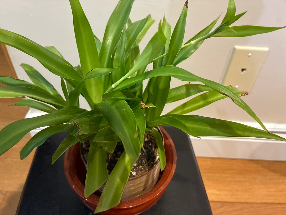Spider Plant - photo 2