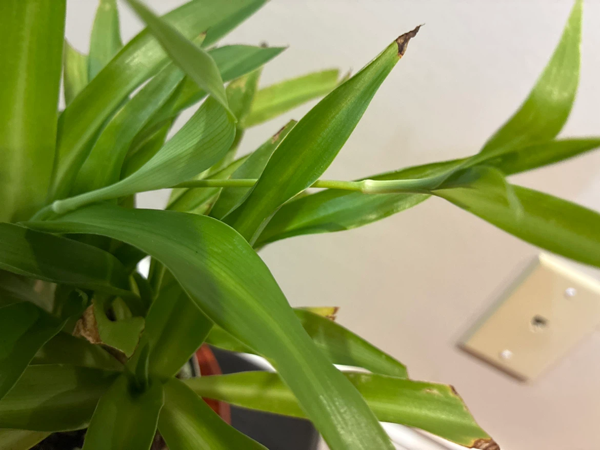 Spider Plant - photo 3