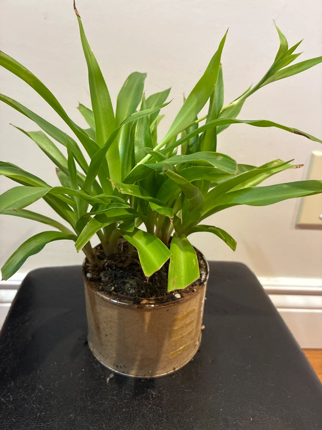 Spider Plant - photo 4