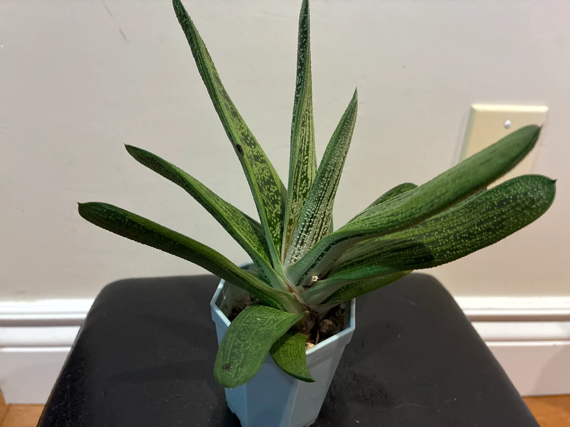 Gasteria Succulent Plant