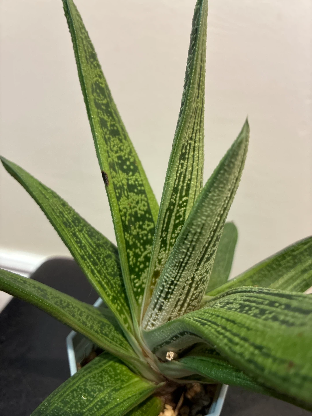 Gasteria Succulent Plant - photo 2