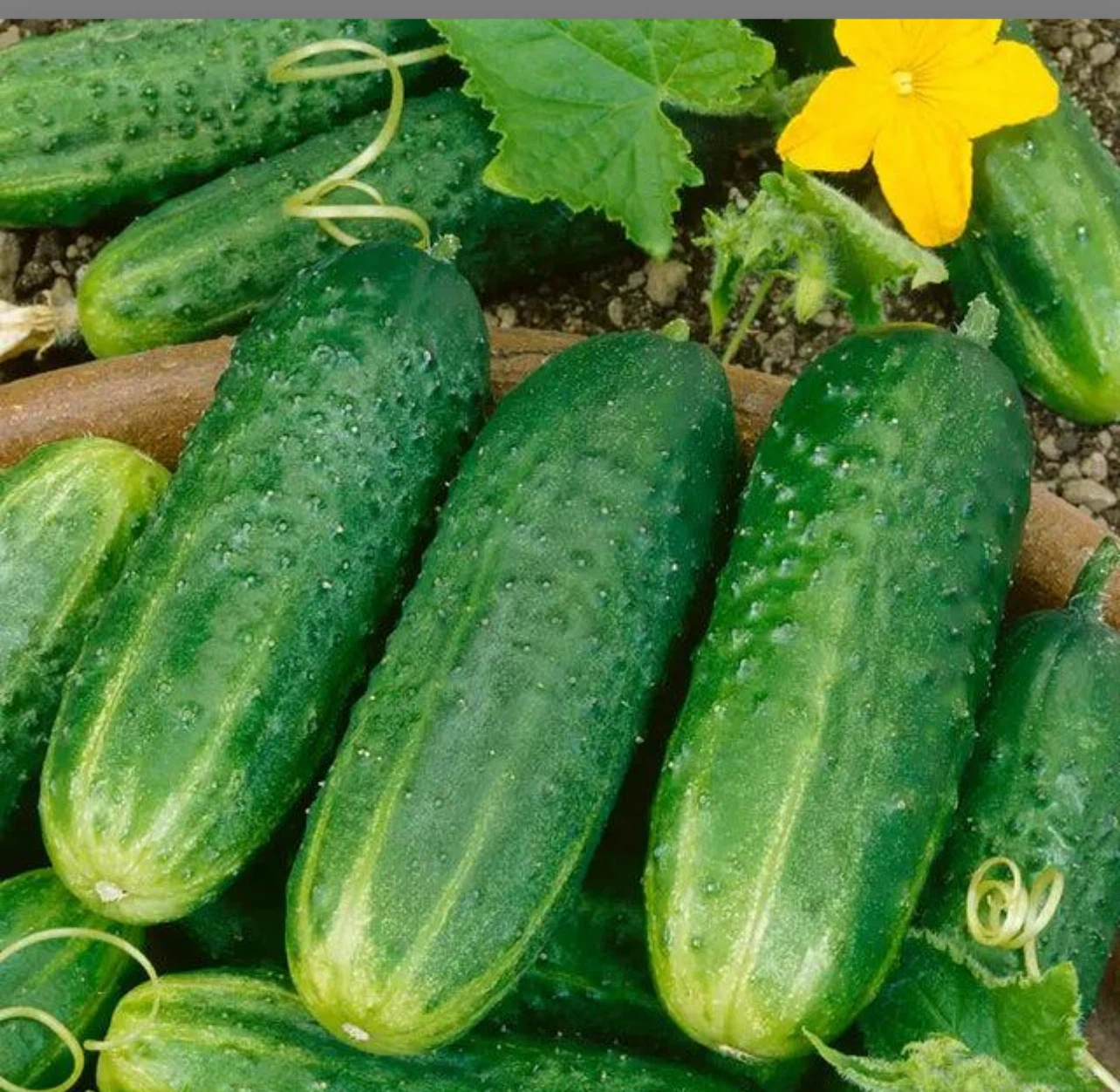 Fresh Pickling Cucumbers