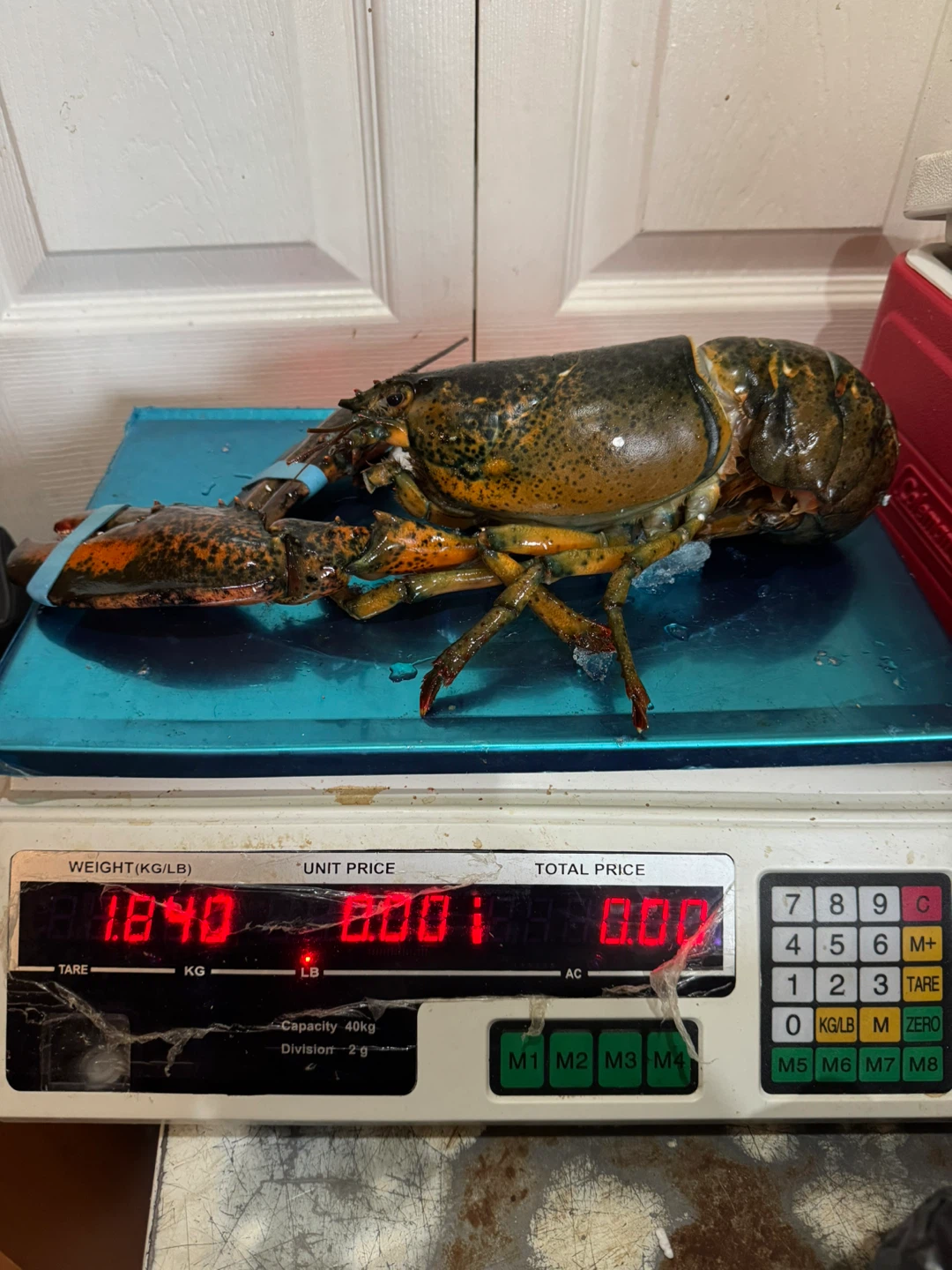 Fresh Yukon Lobsters - photo 2