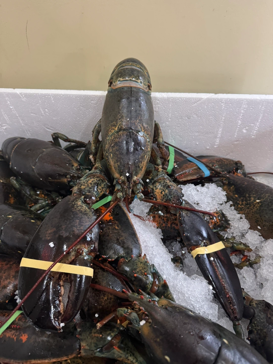 Fresh Yukon Lobsters - photo 5