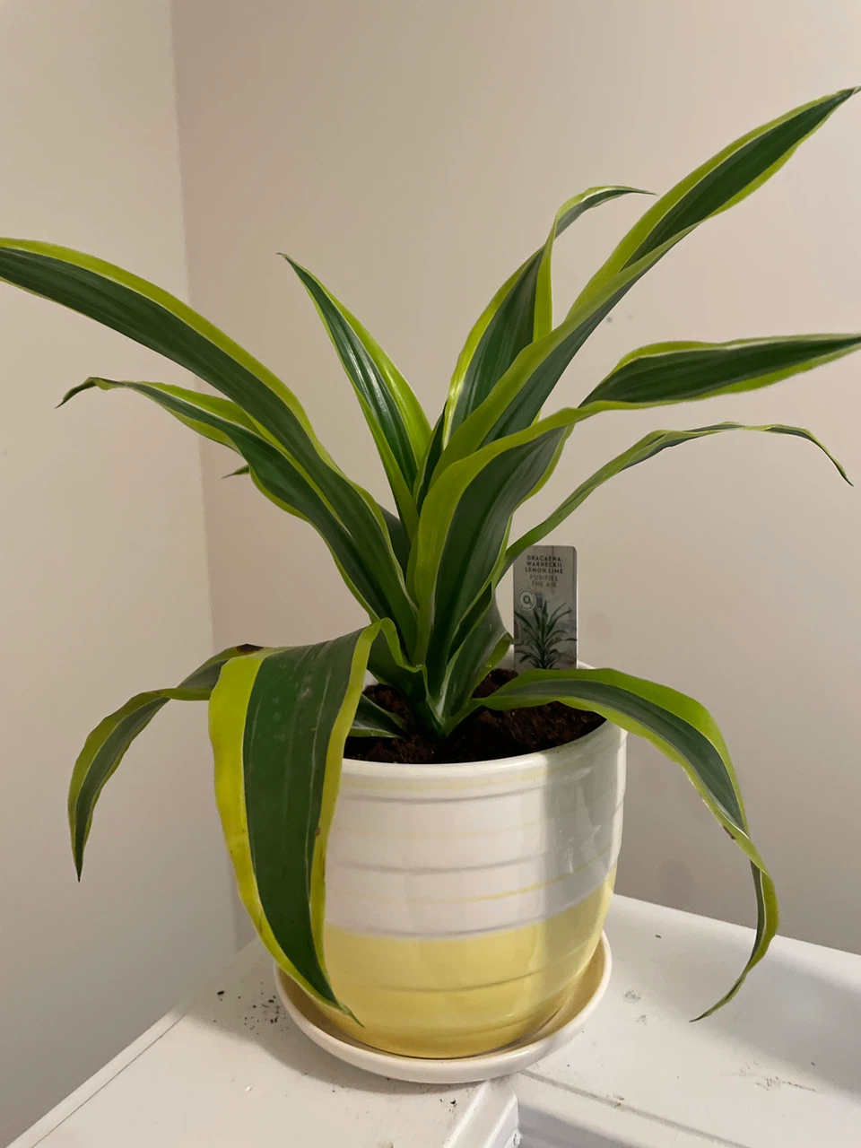 Dracaena 'Lemon Surprise' Plant in Potted Planter