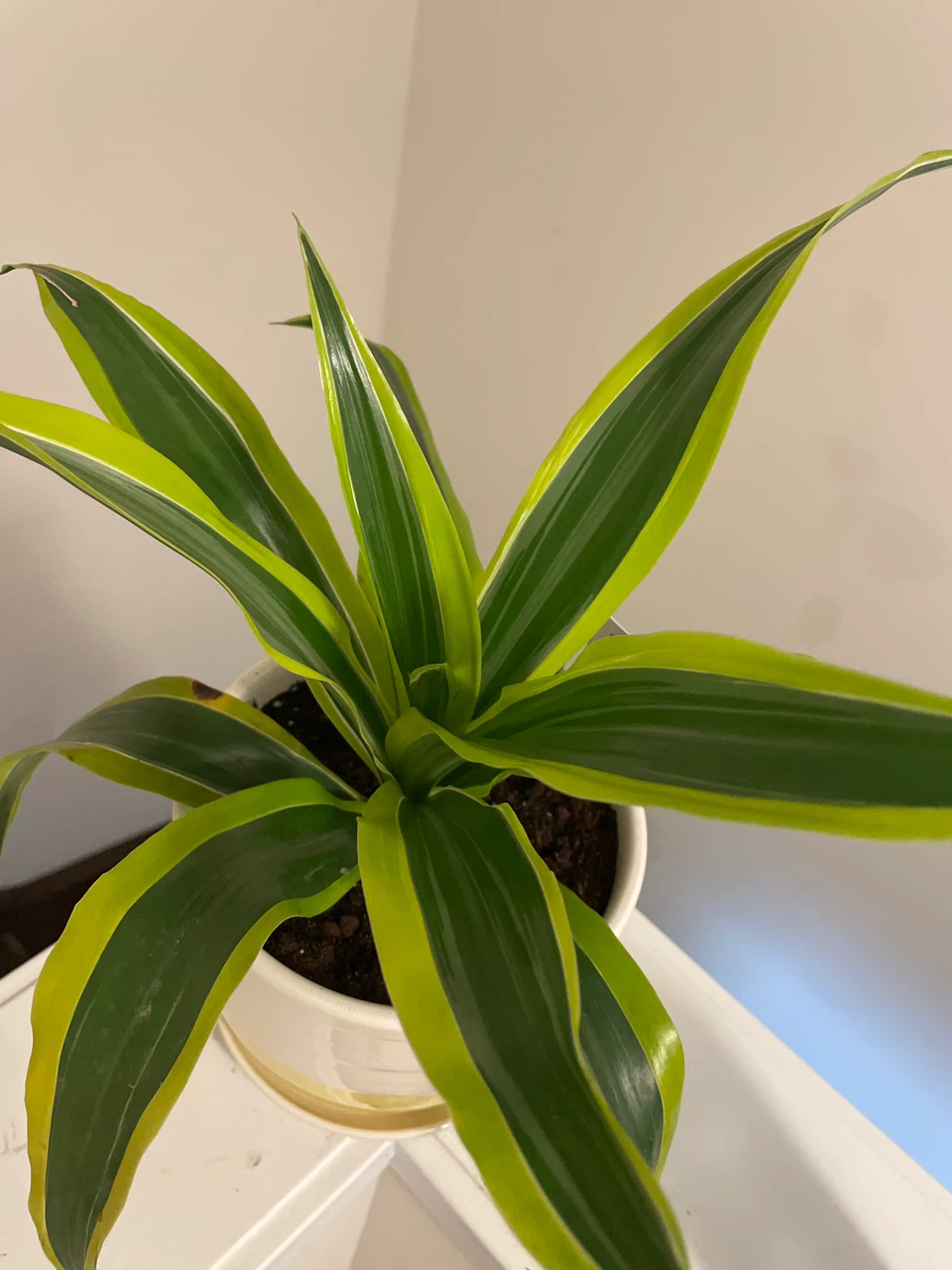 Dracaena 'Lemon Surprise' Plant in Potted Planter - photo 2