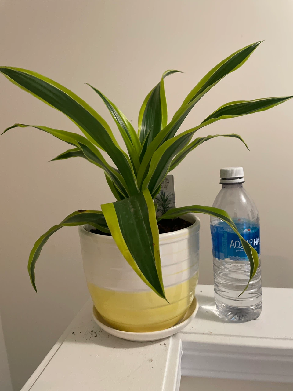 Dracaena 'Lemon Surprise' Plant in Potted Planter - photo 3