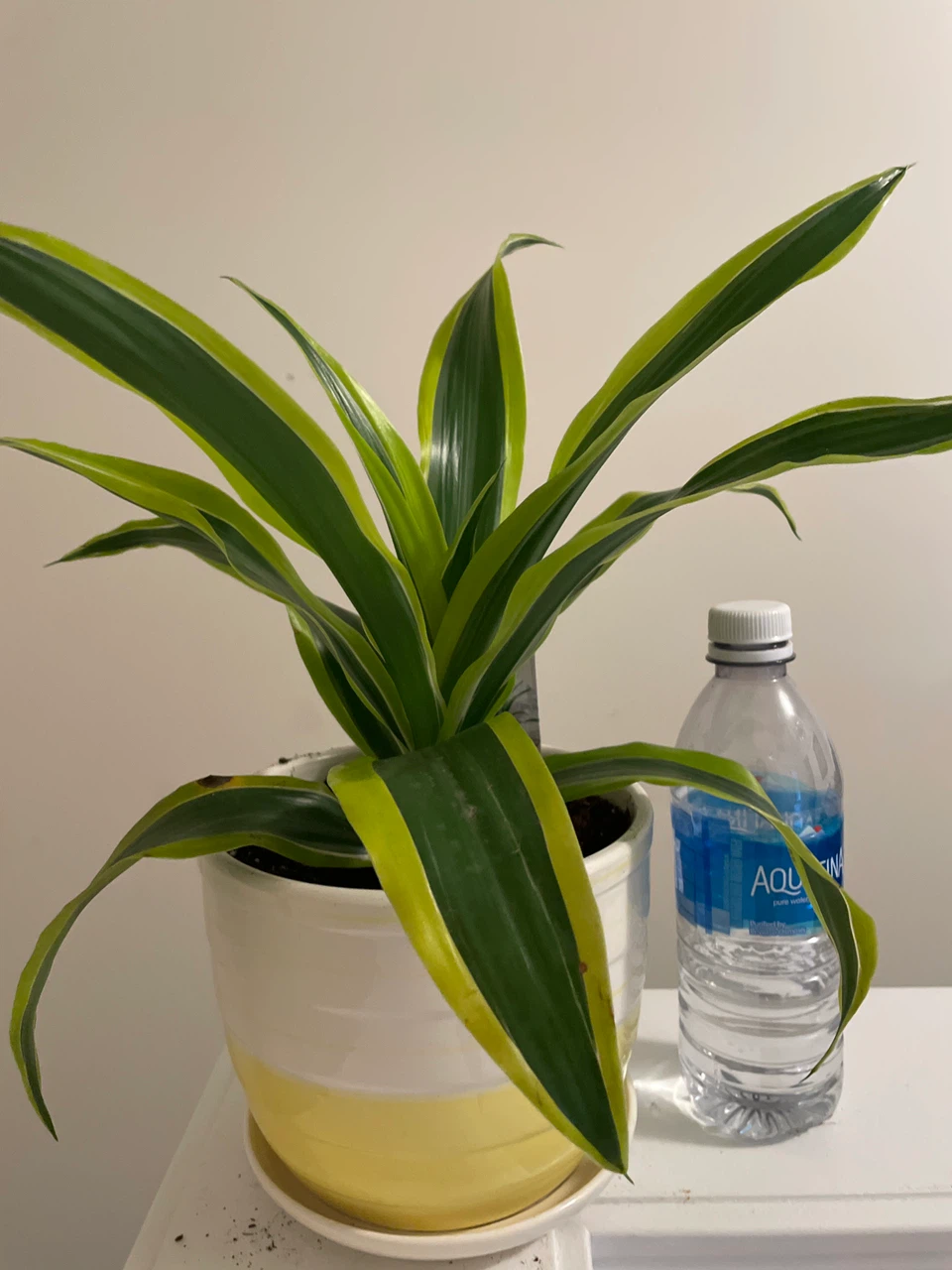 Dracaena 'Lemon Surprise' Plant in Potted Planter - photo 4