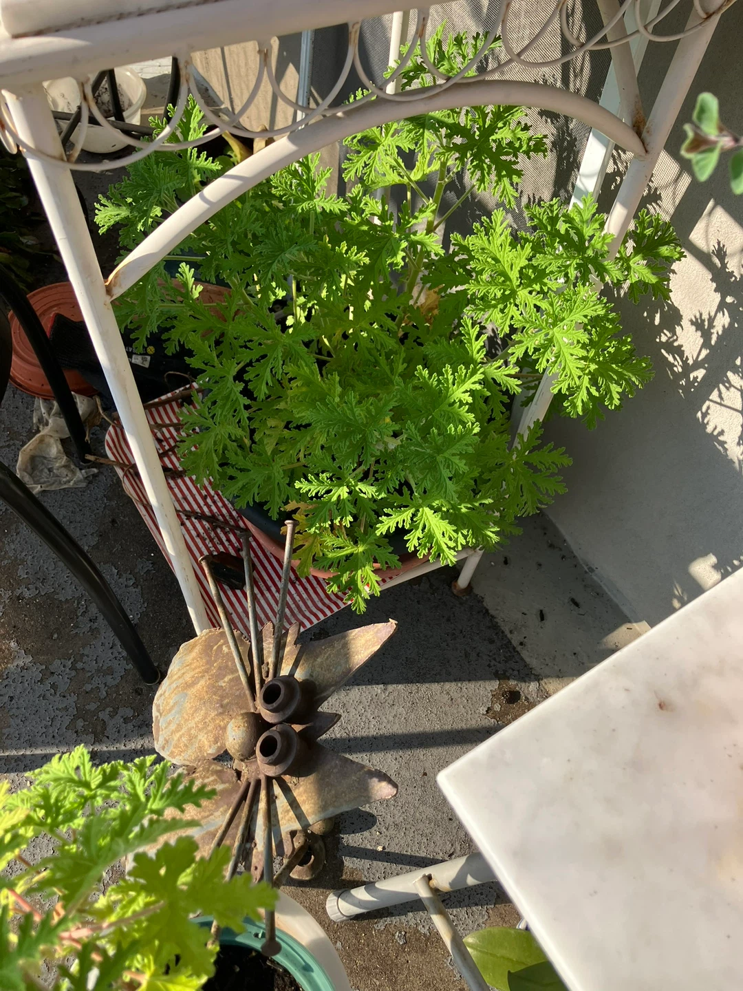 2 scented geranium plants