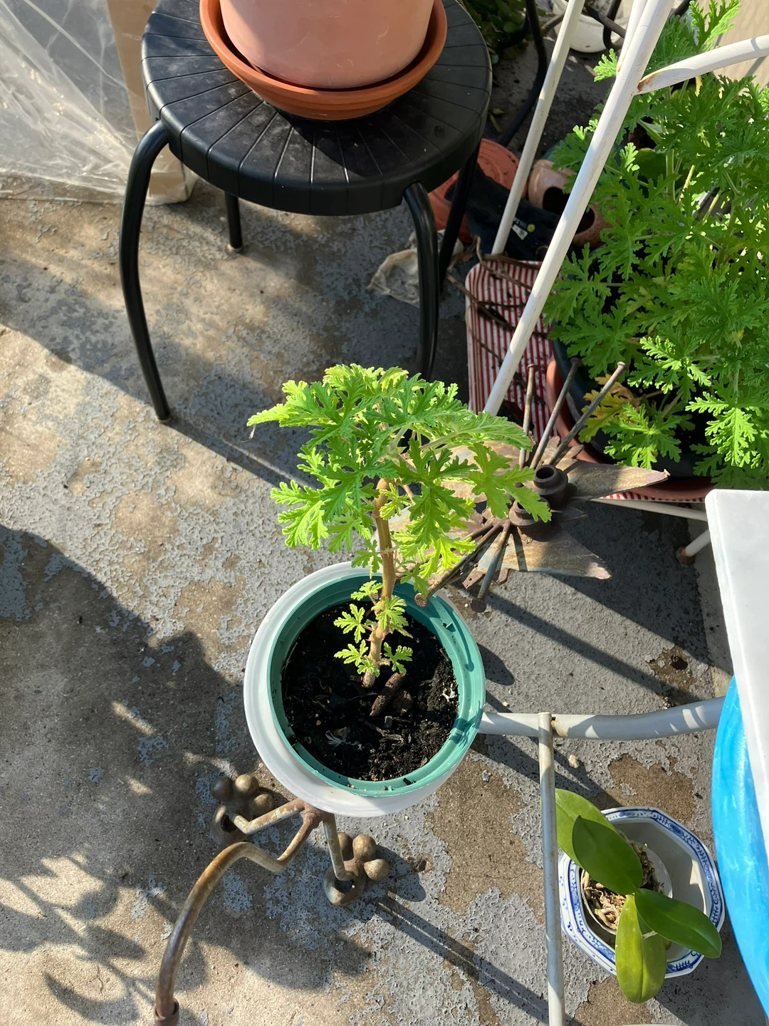 2 scented geranium plants - photo 2