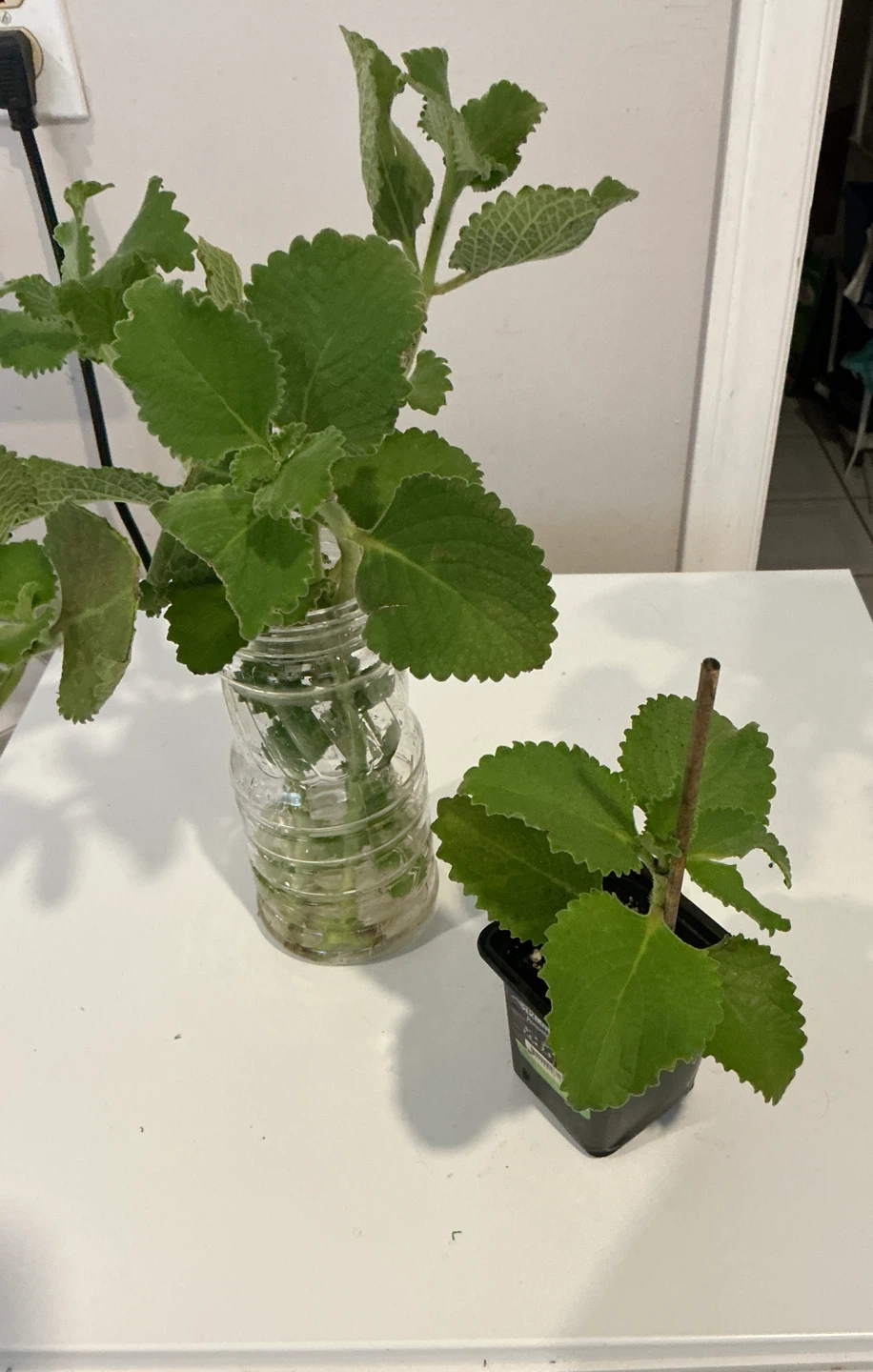 Cuban oregano or Mexican Mint in water & small 🪴