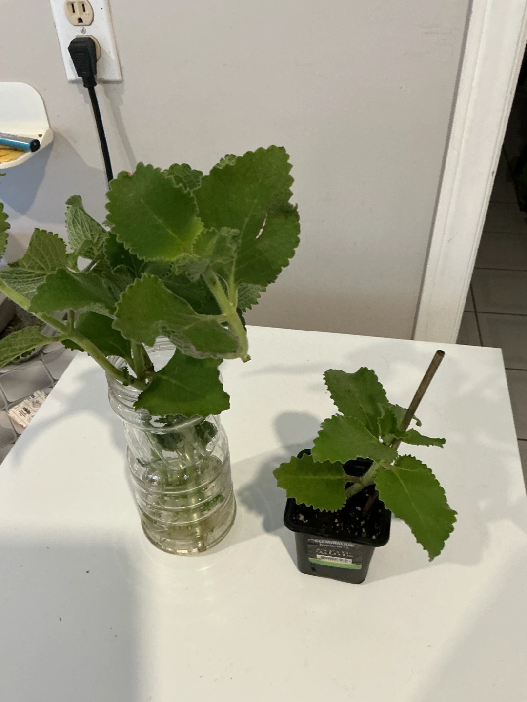 Cuban oregano or Mexican Mint in water & small 🪴 - photo 2