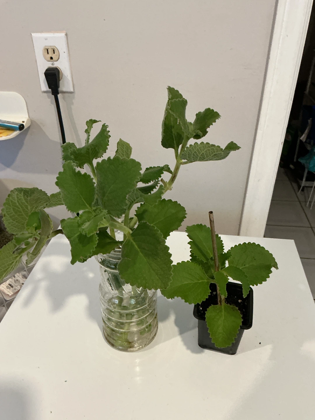 Cuban oregano or Mexican Mint in water & small 🪴 - photo 3