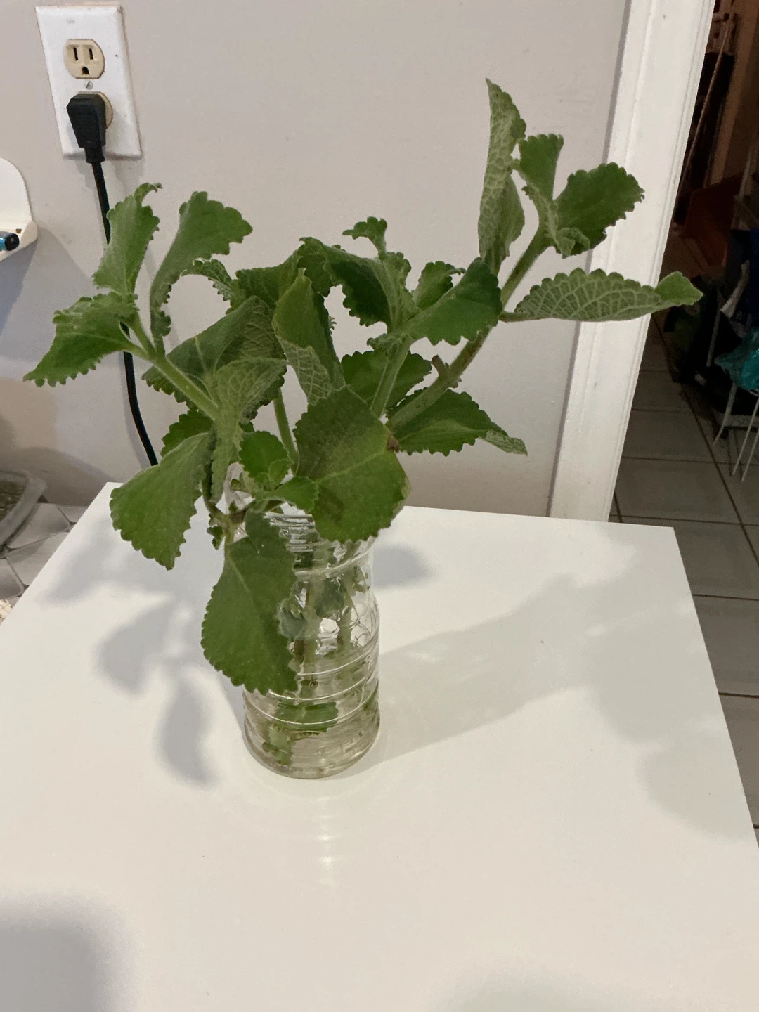 Cuban oregano or Mexican Mint in water & small 🪴 - photo 4