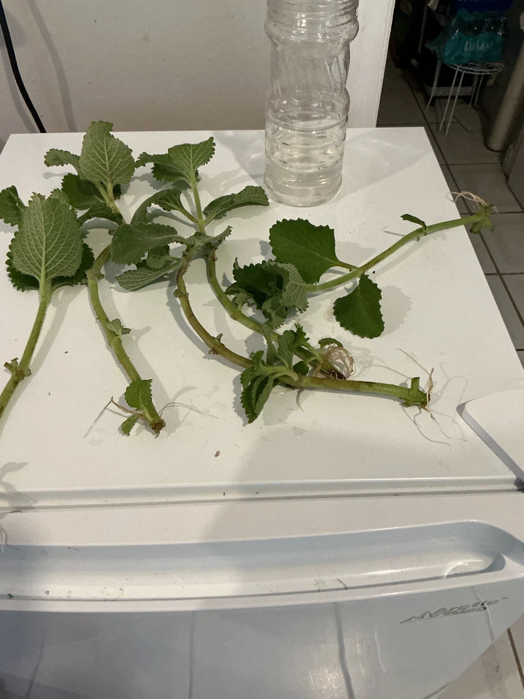 Cuban oregano or Mexican Mint in water & small 🪴 - photo 5