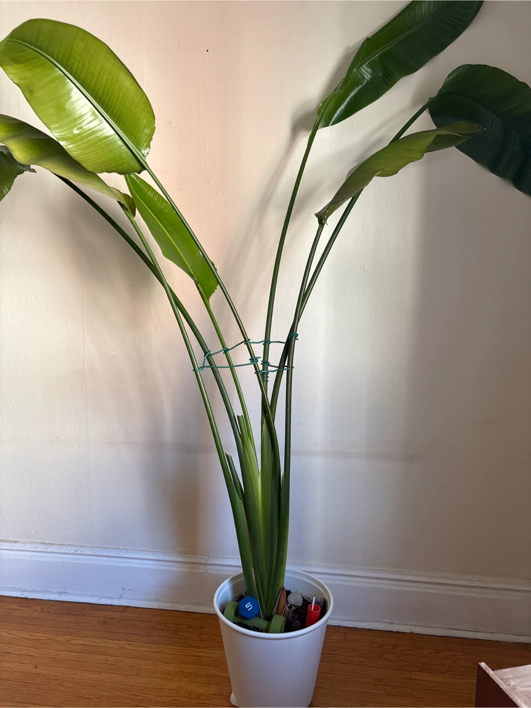 Large Traveler’s Plant
