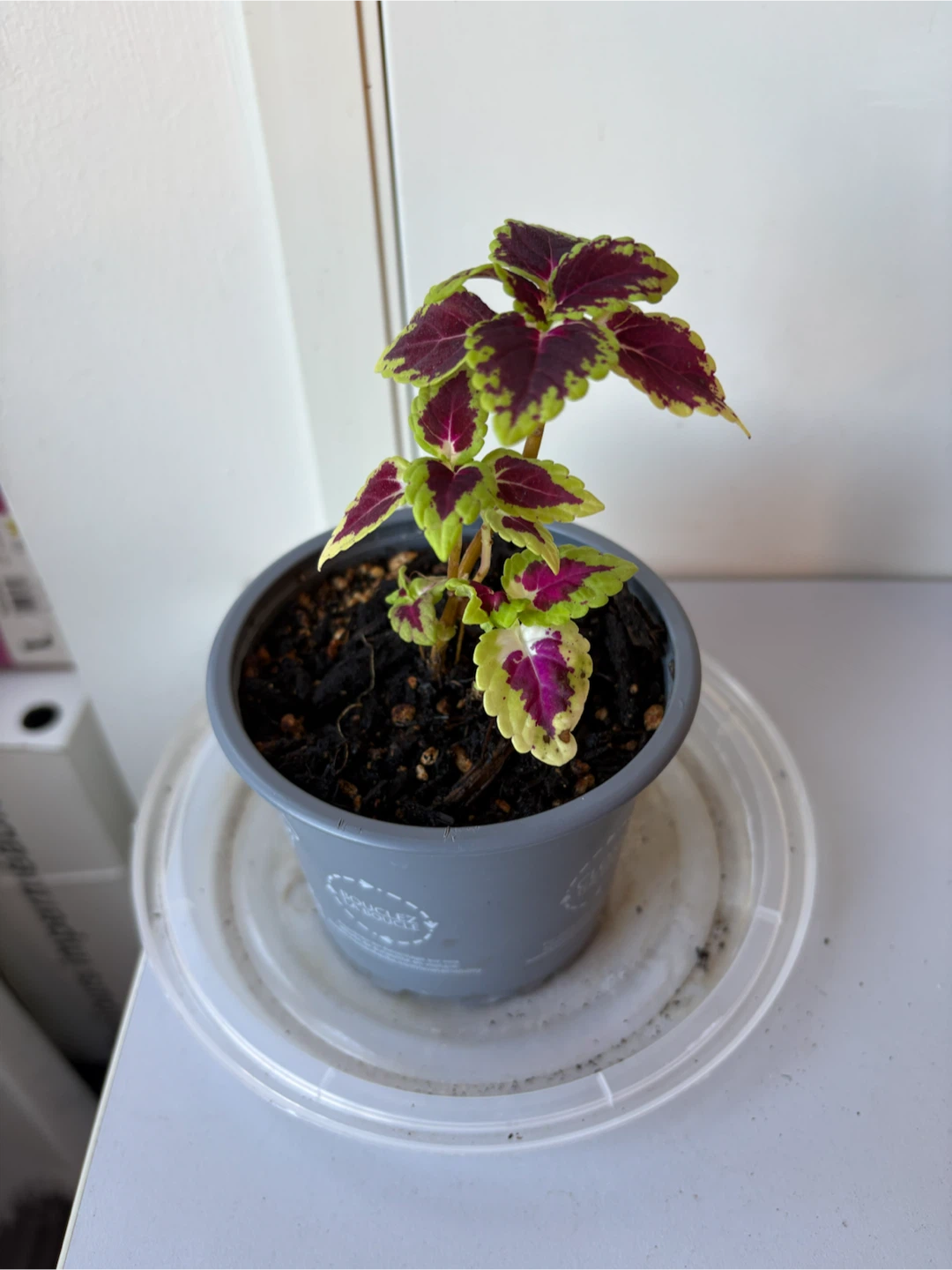 Coleus planted in new soil in July  in a 3.5 inch Pot