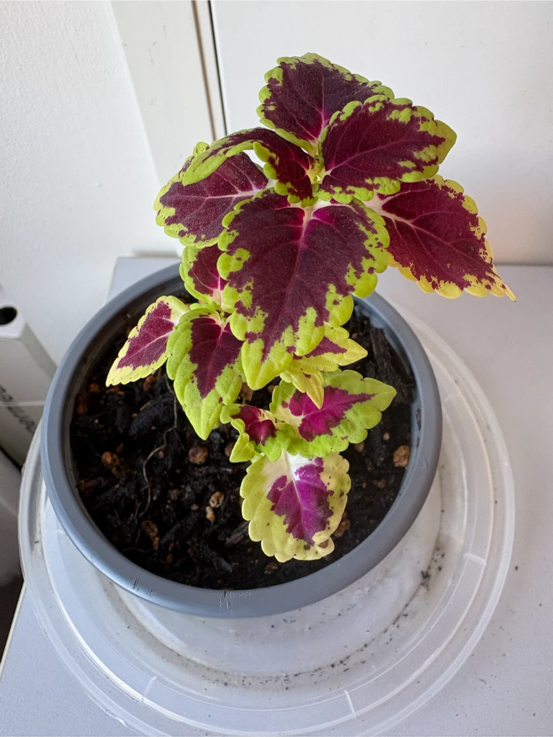 Coleus planted in new soil in July  in a 3.5 inch Pot - photo 2