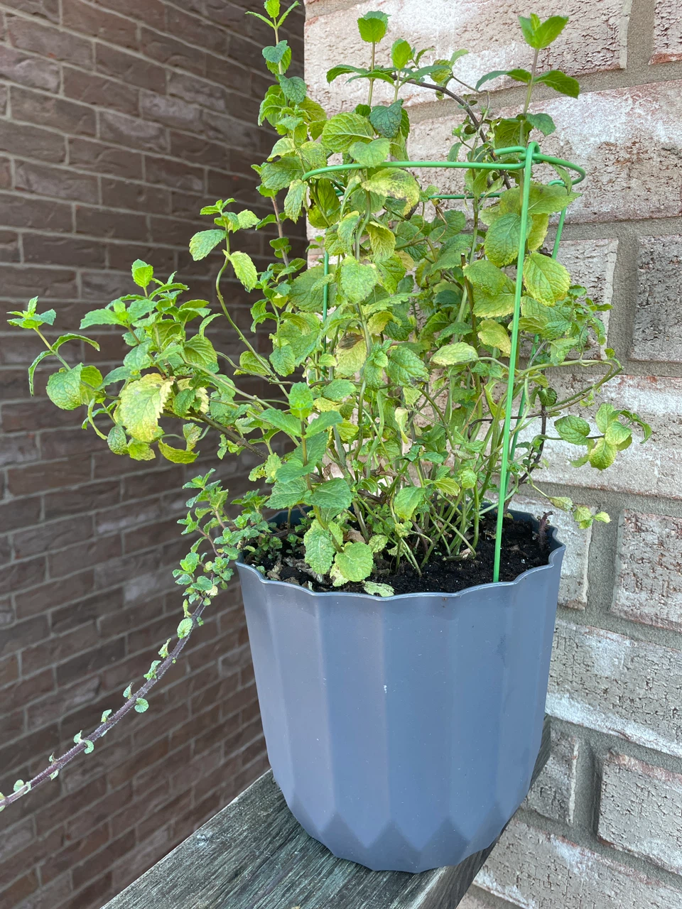 Potted Mint Plant
