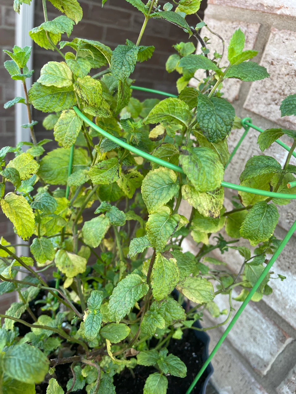 Potted Mint Plant - photo 2