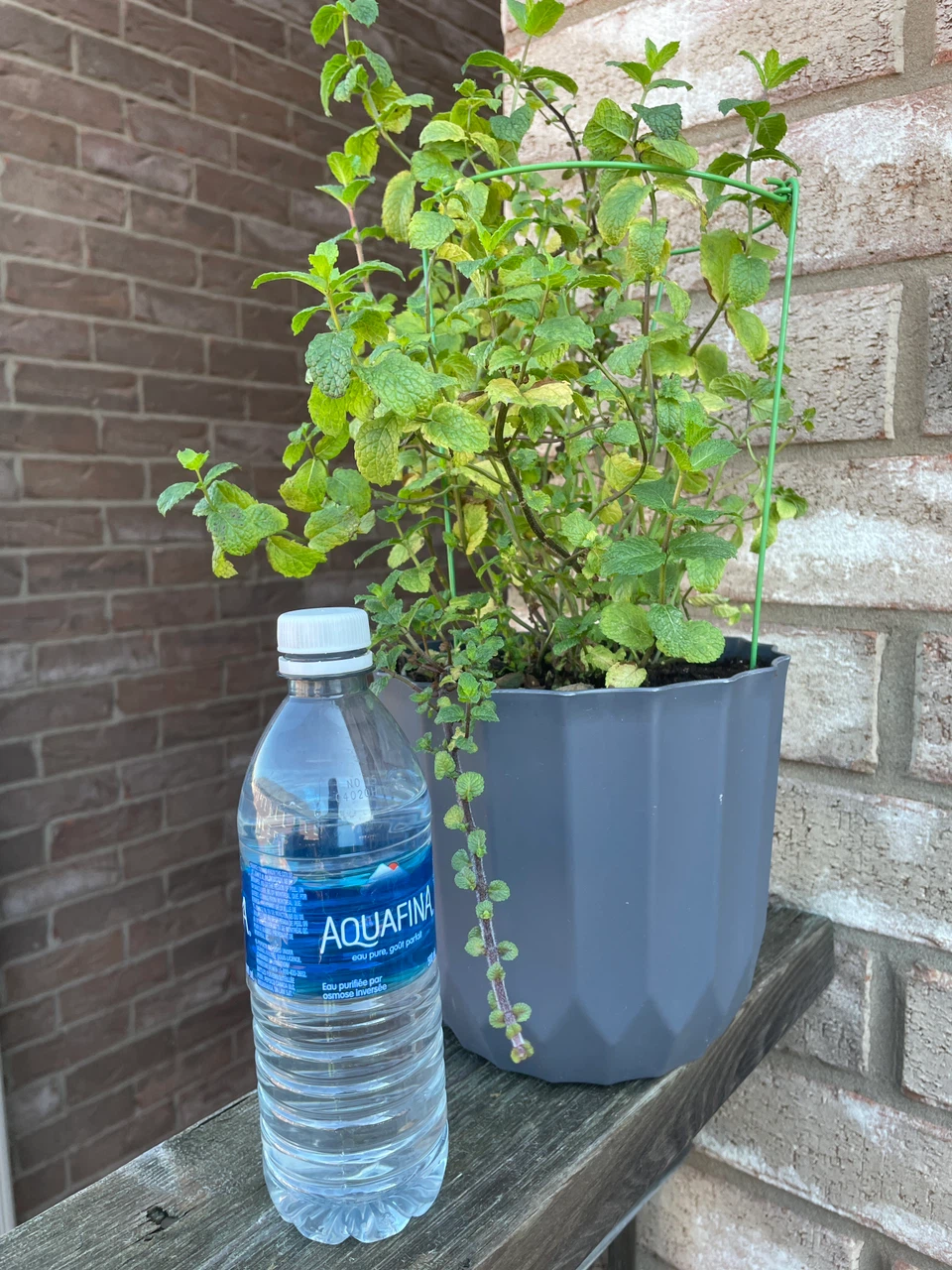 Potted Mint Plant - photo 3