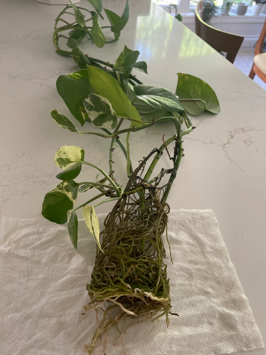 Pothos Plant Cutting