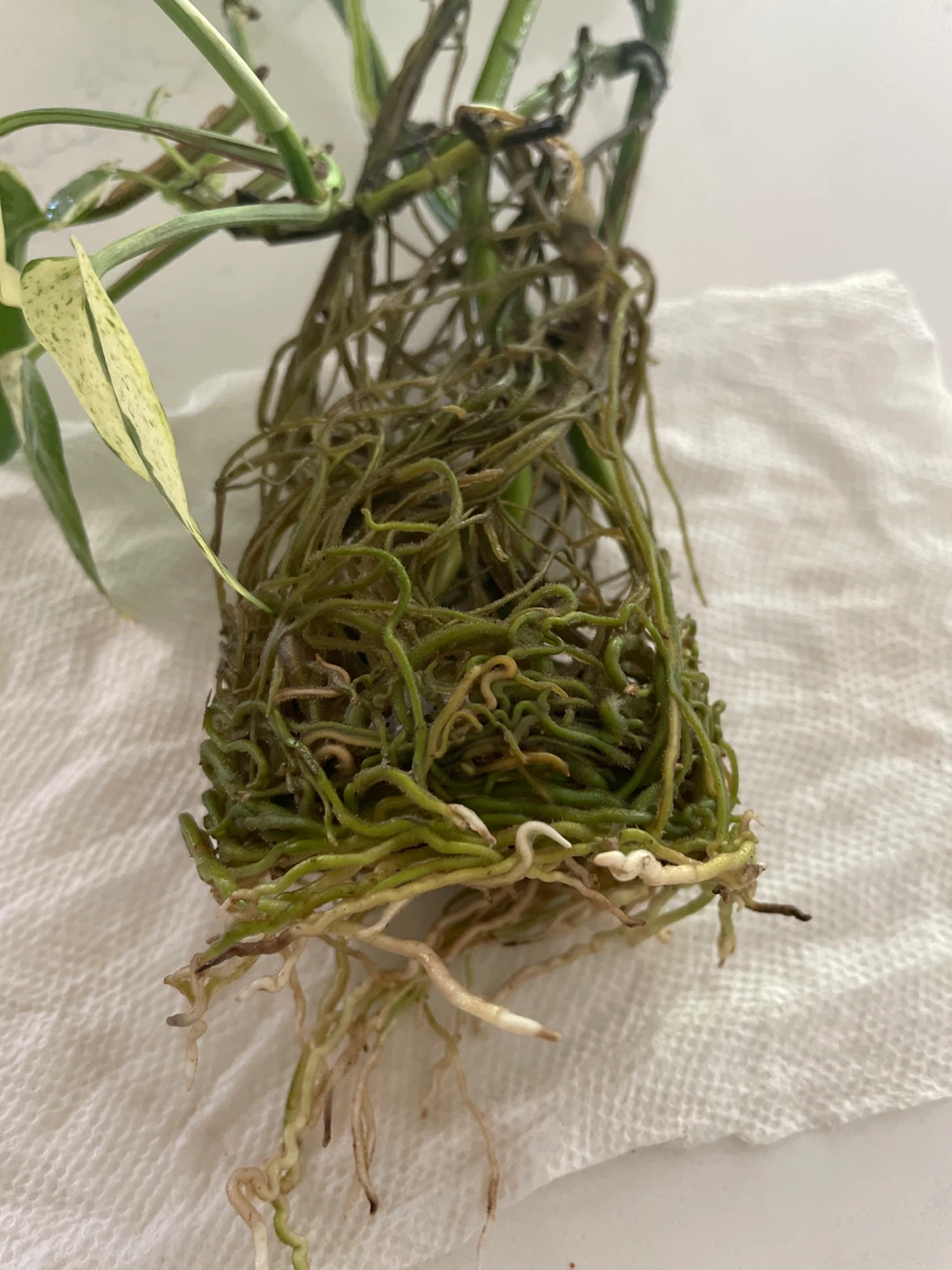Pothos Plant Cutting - photo 2