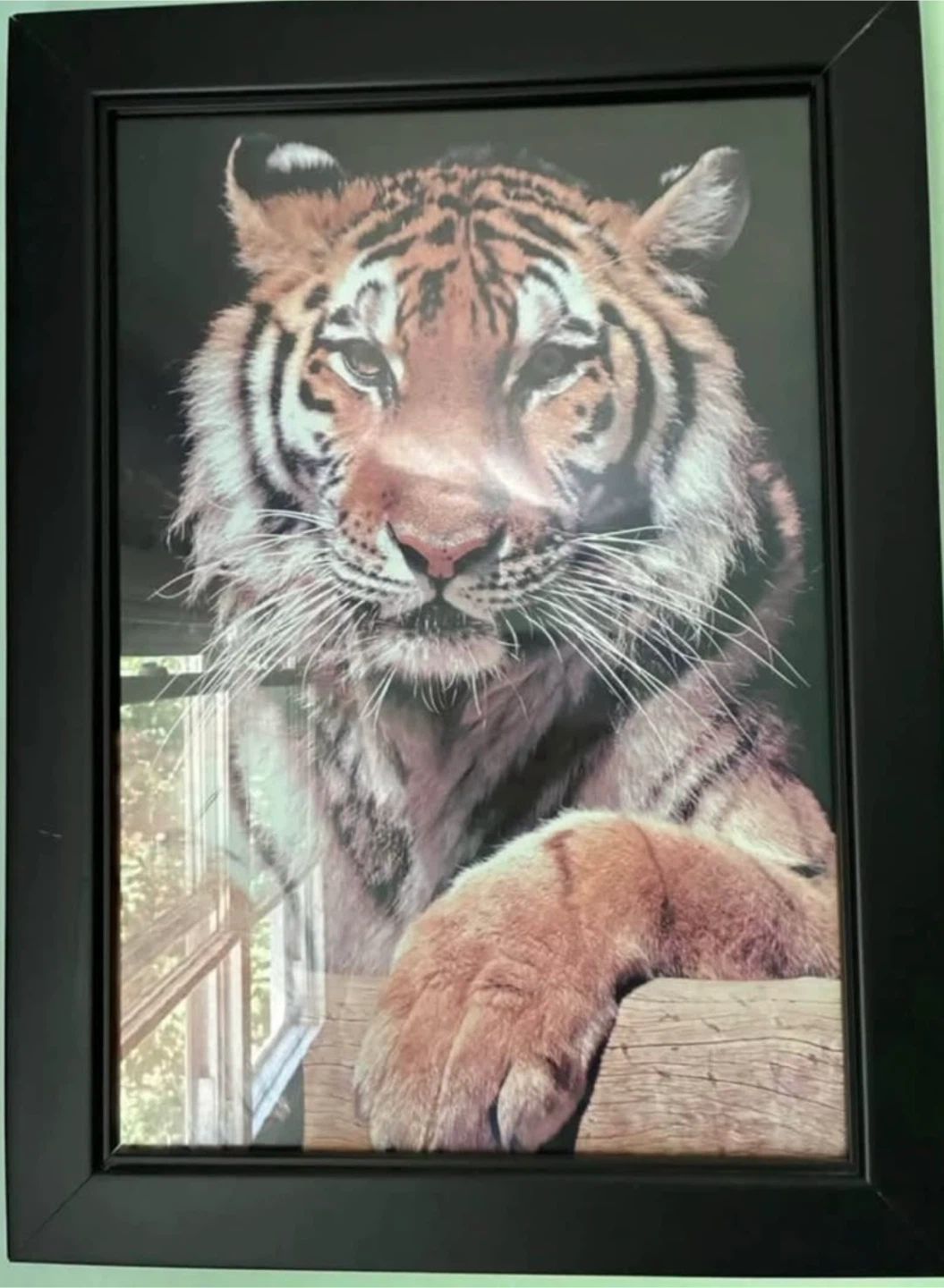 Set of 4 Framed Wildlife Prints