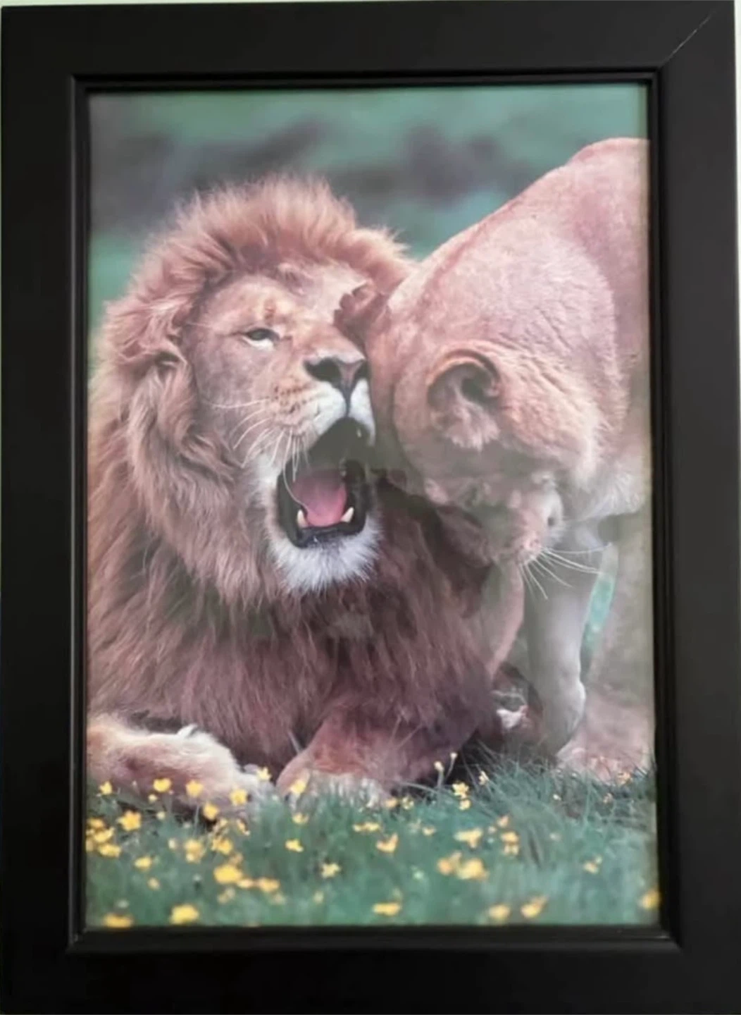 Set of 4 Framed Wildlife Prints - photo 2