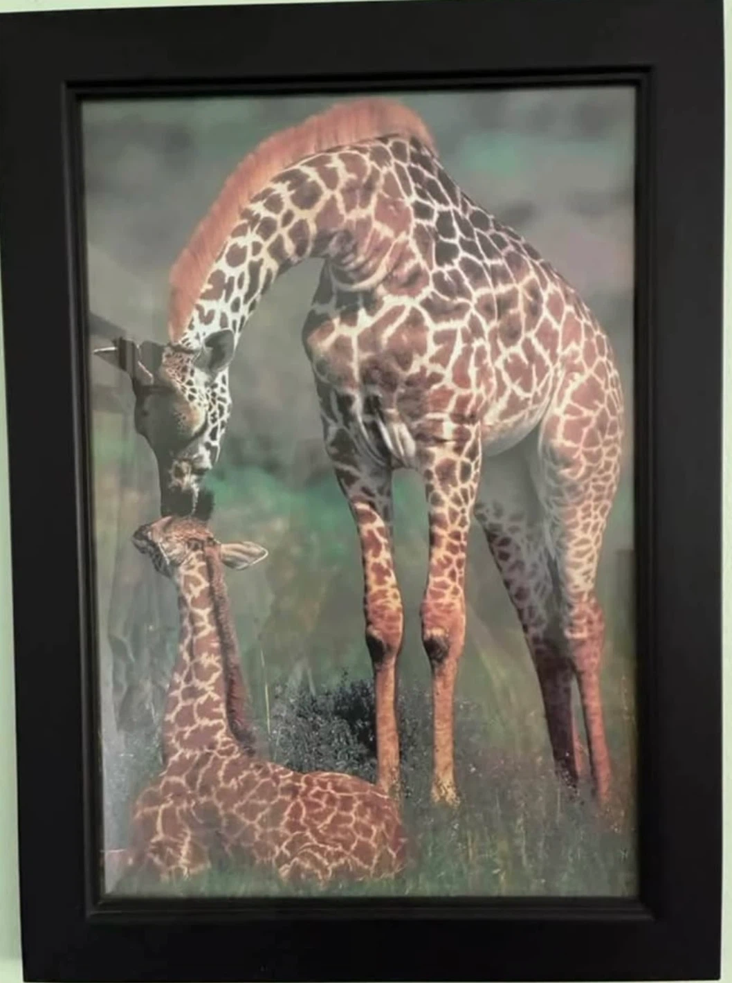 Set of 4 Framed Wildlife Prints - photo 3