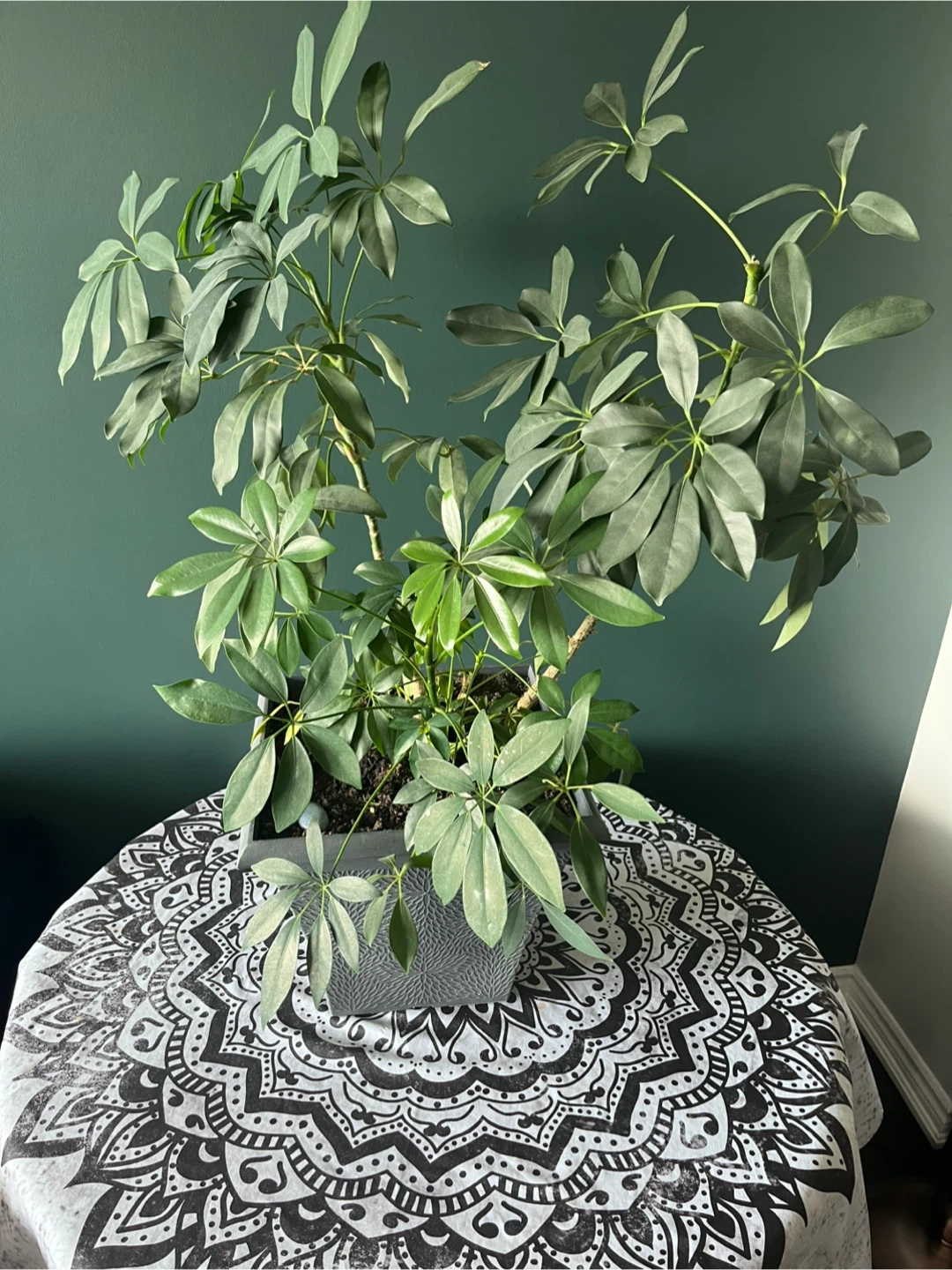 Schefflera Umbrella Plant in Grey Planter