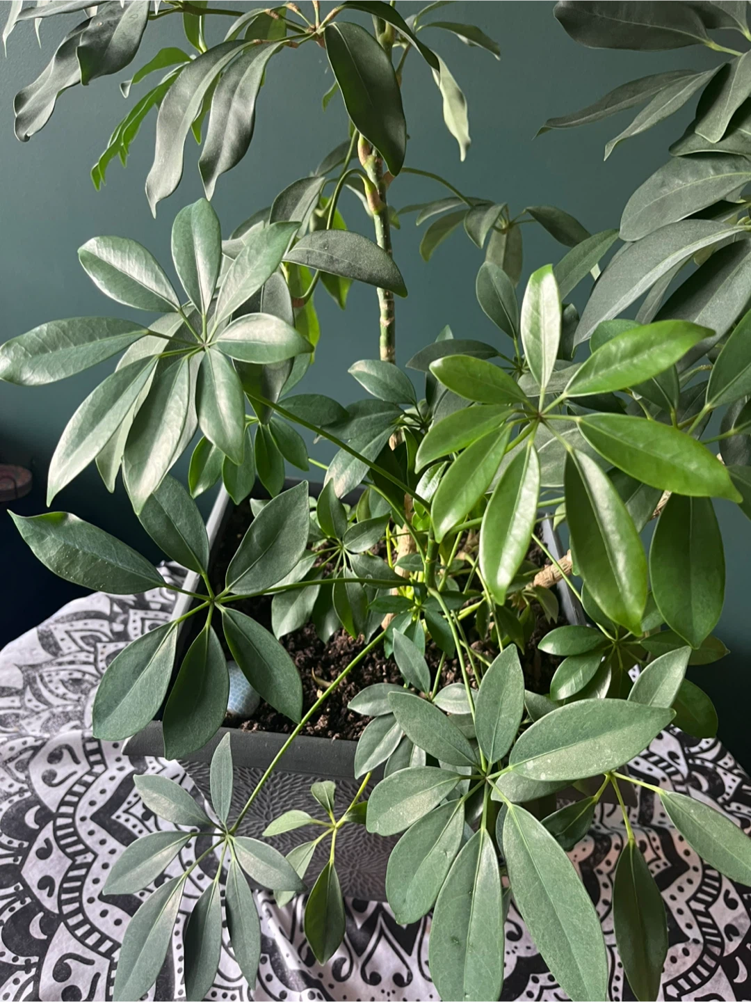 Schefflera Umbrella Plant in Grey Planter - photo 2
