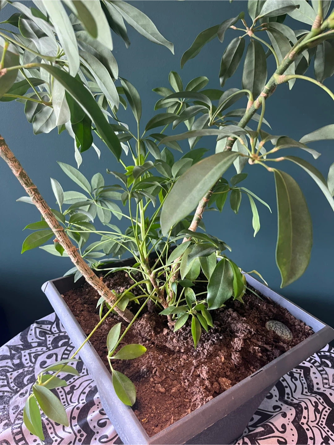 Schefflera Umbrella Plant in Grey Planter - photo 3