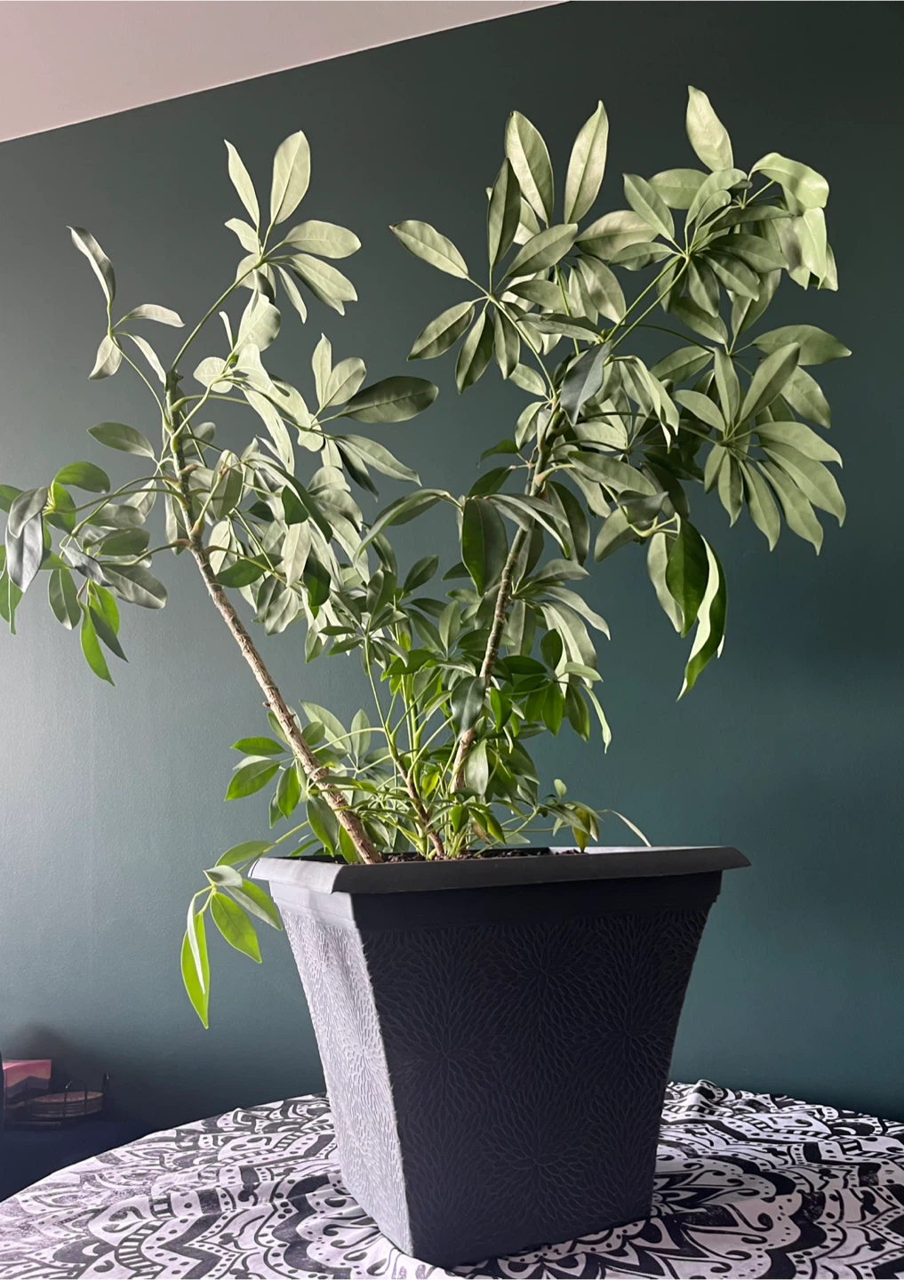 Schefflera Umbrella Plant in Grey Planter - photo 4