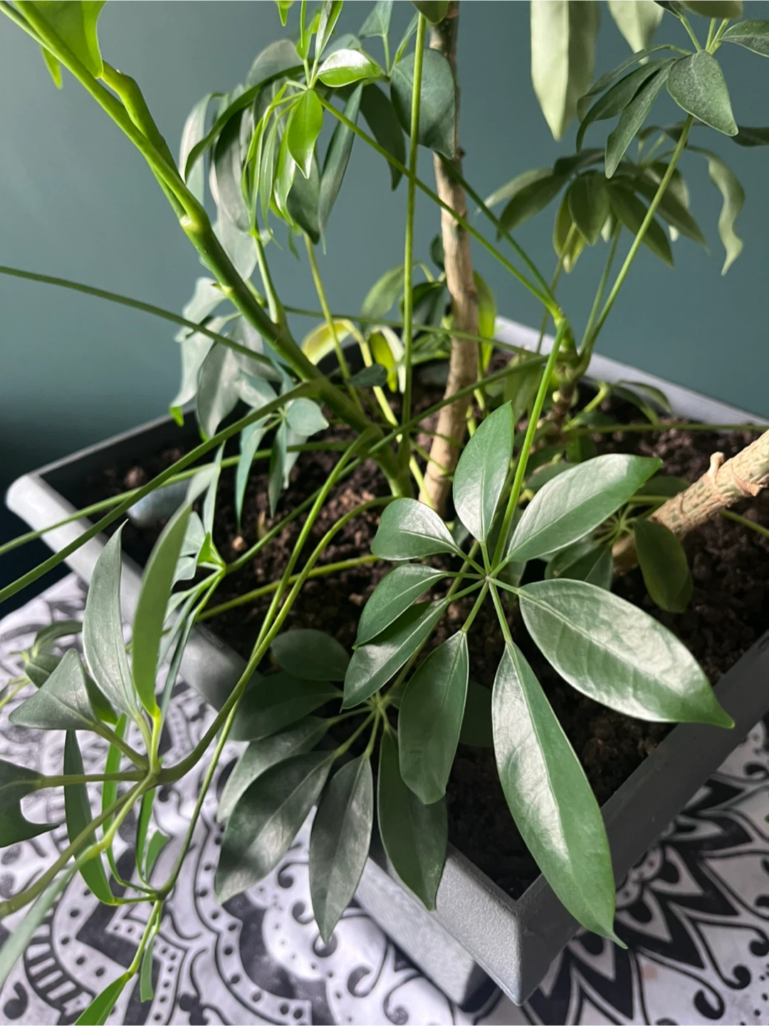 Schefflera Umbrella Plant in Grey Planter - photo 5