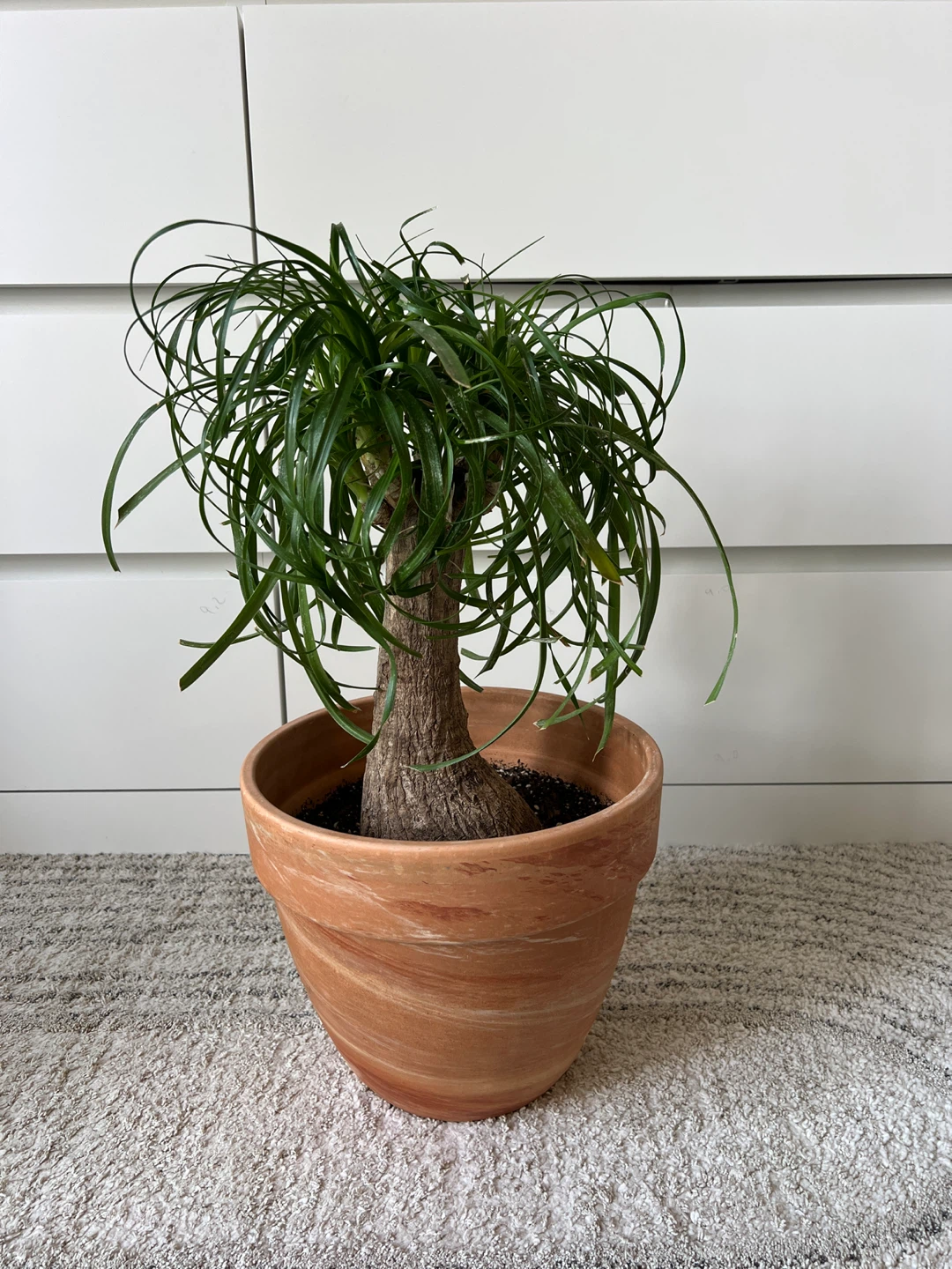 Ponytail Palm Plant